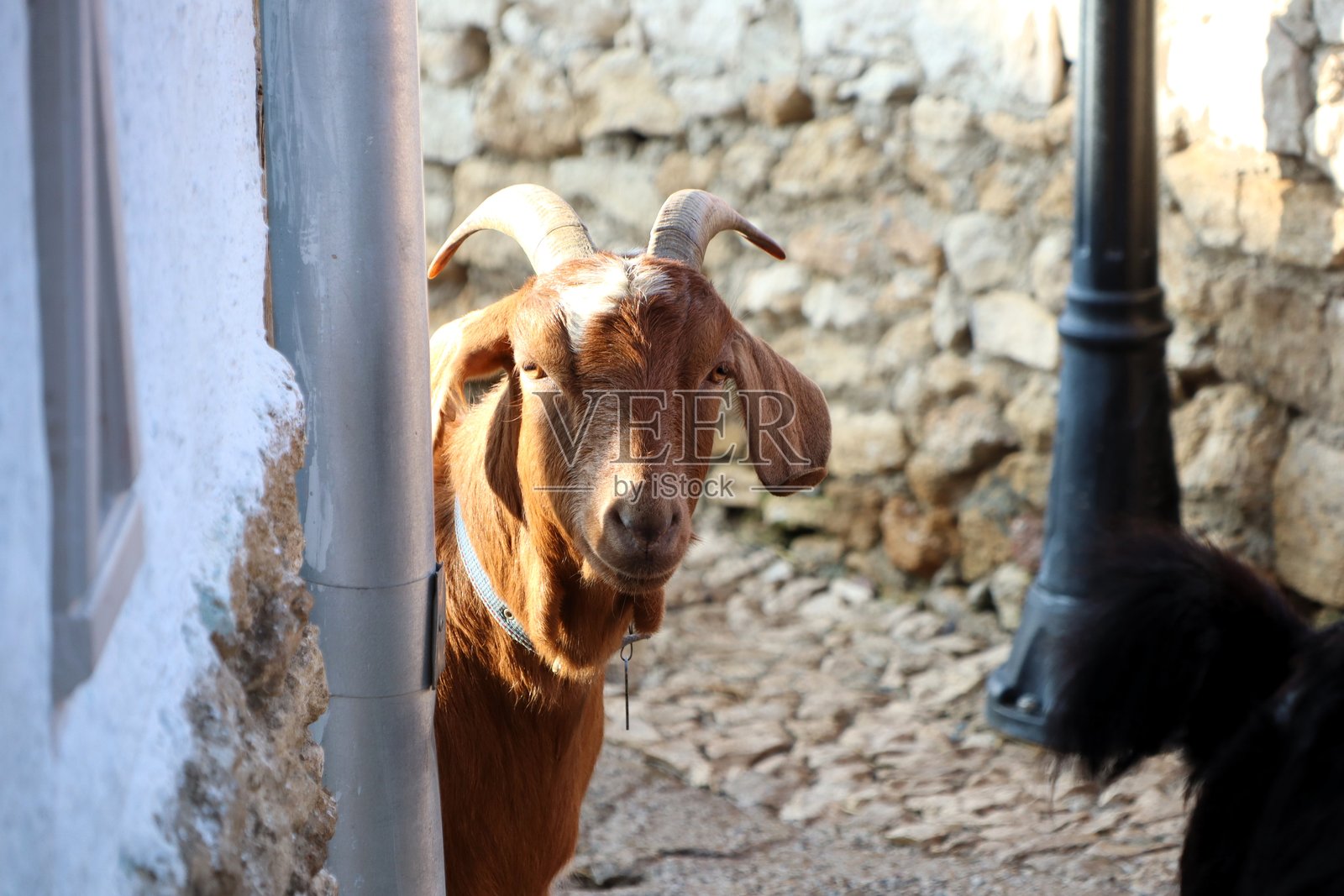 一只好奇的山羊在充满个性的迷人小巷中漫步照片摄影图片