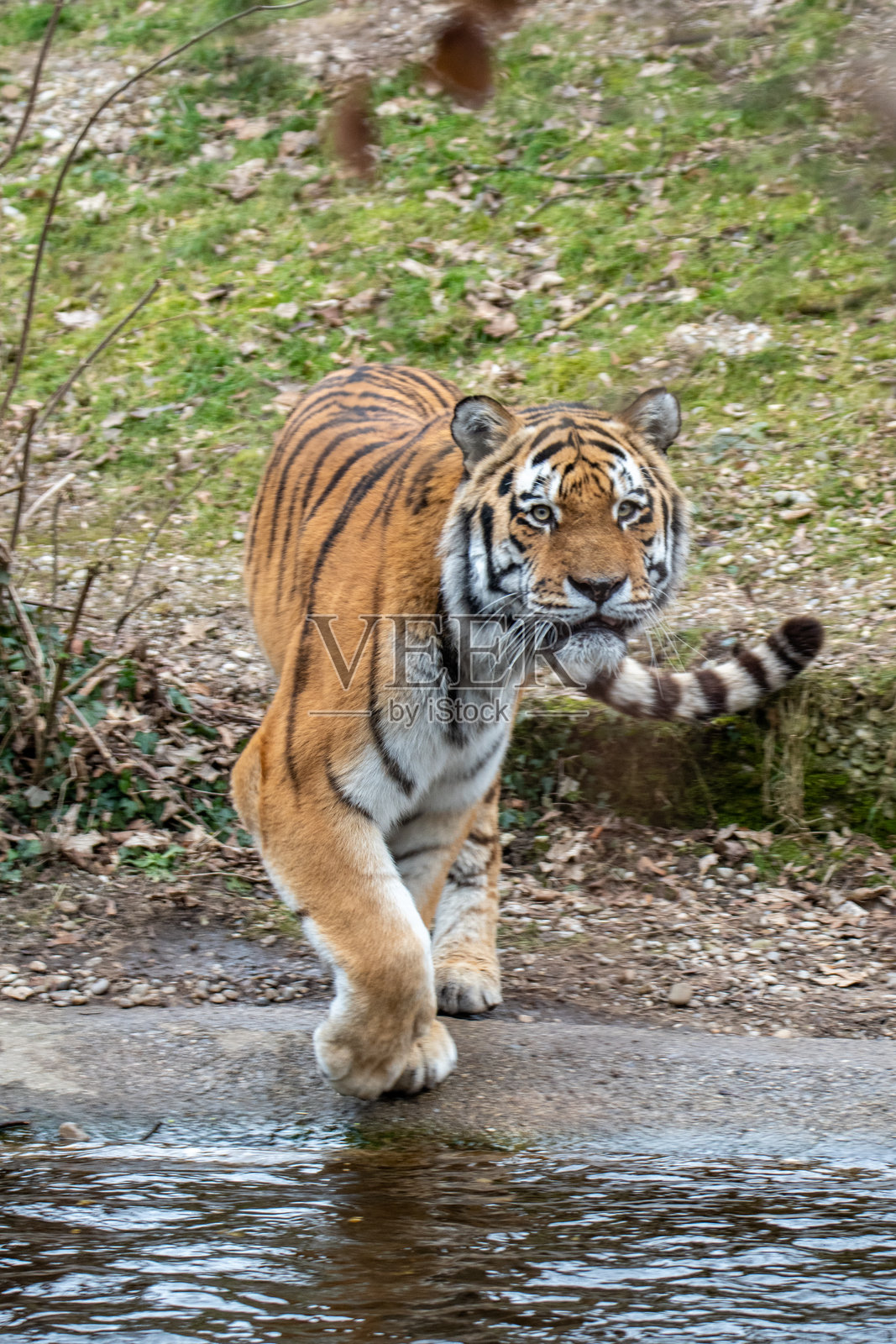 老虎照片摄影图片