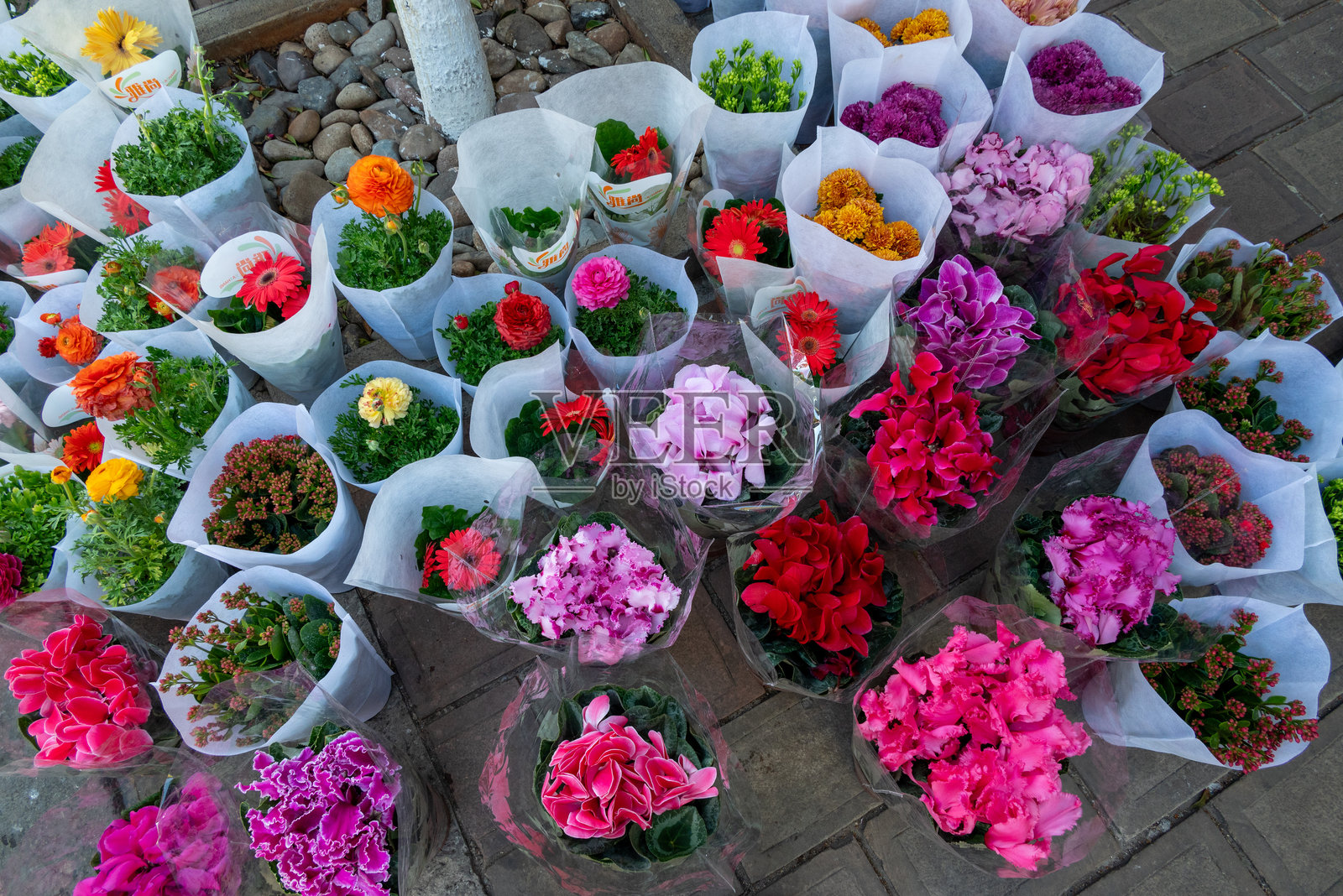 盆栽花卉植物照片摄影图片