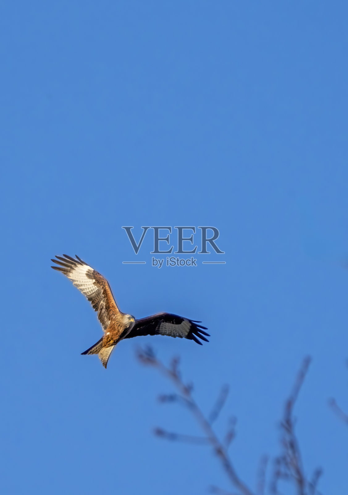 红鸢在伍德沃尔顿沼泽自然保护区上空猎捕照片摄影图片