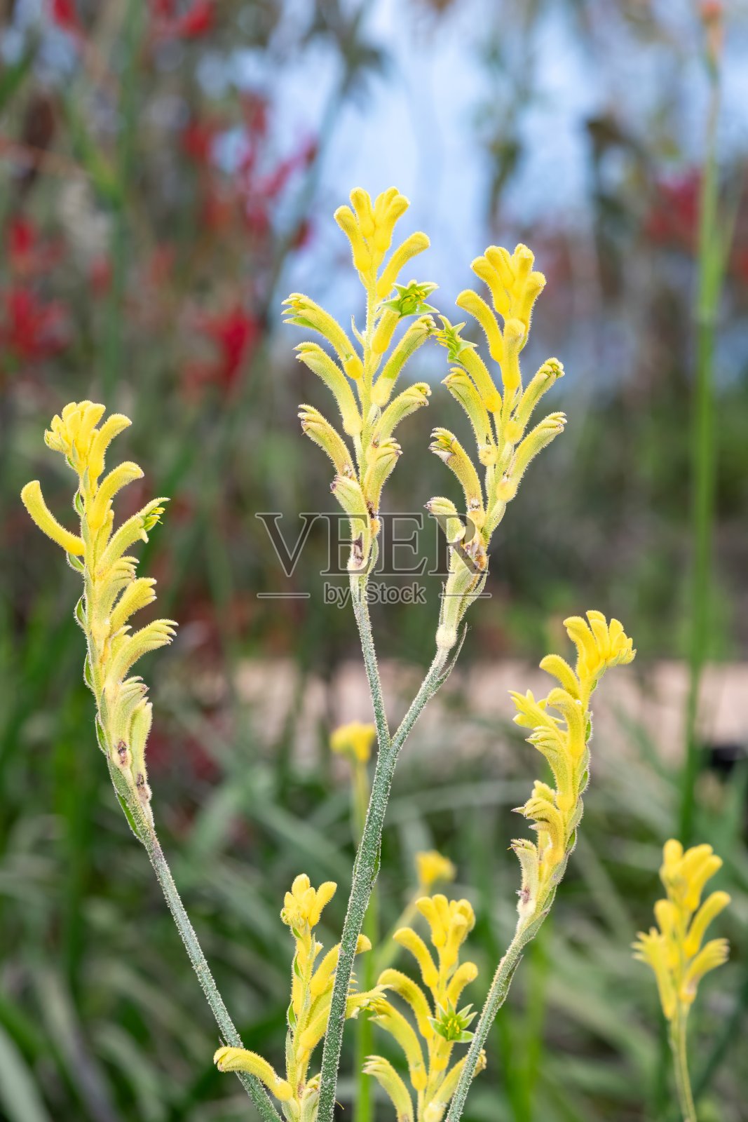 灌木金色袋鼠爪（Anigozanthos）花照片摄影图片