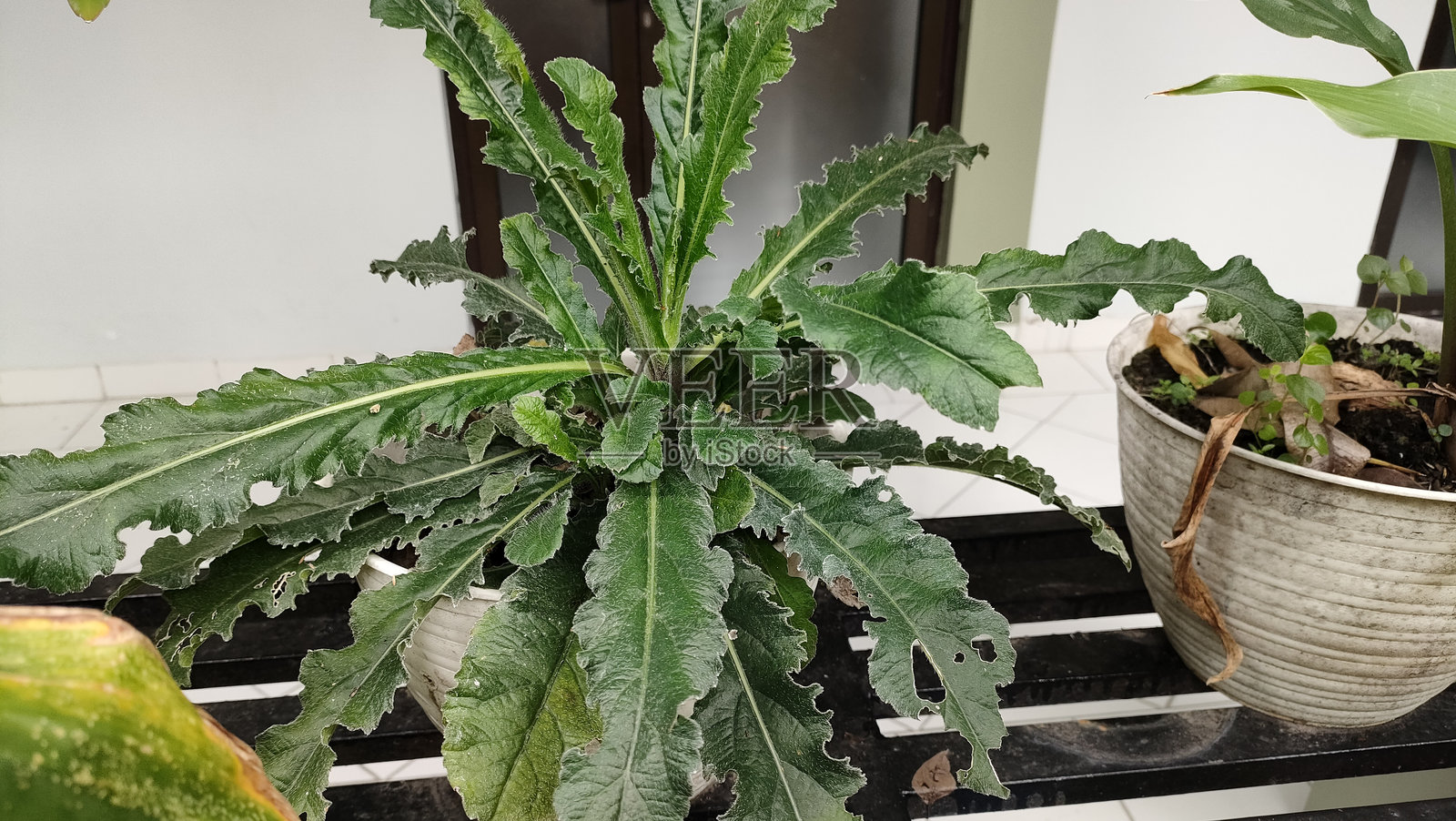 草药植物 - 塔帕克利曼照片摄影图片