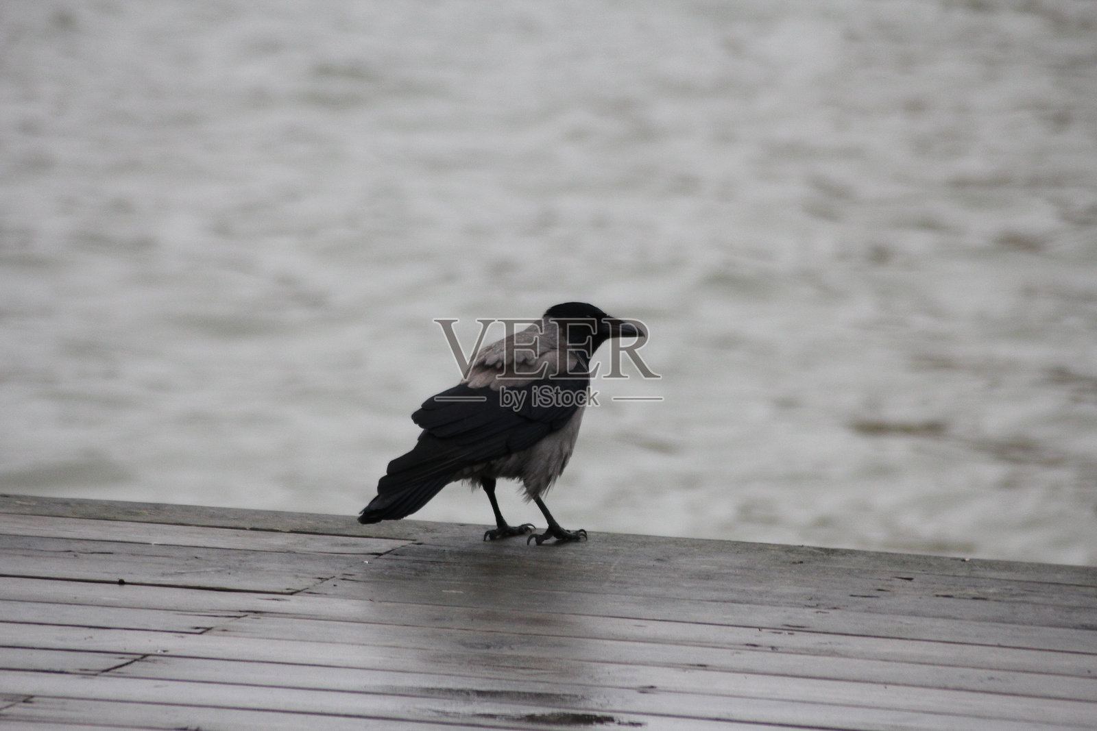 一只戴着兜帽的乌鸦站在水边照片摄影图片