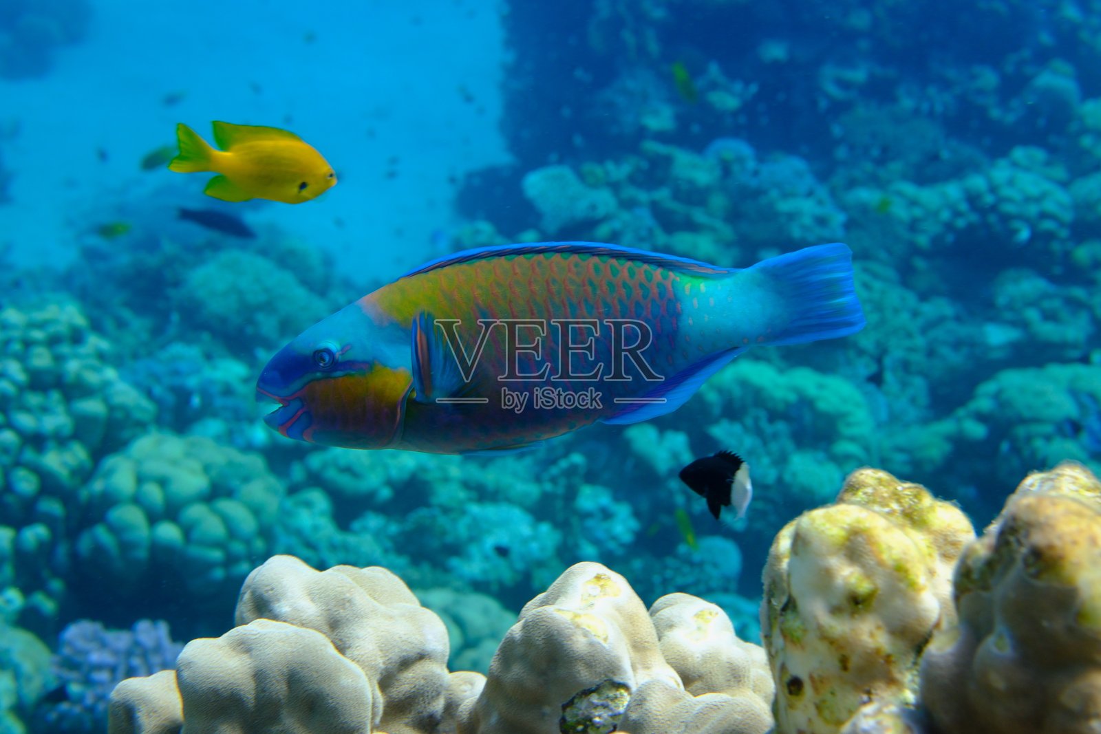 海底的雏菊鹦嘴鱼或子弹头鹦嘴鱼（Chlorurus sordidus）照片摄影图片