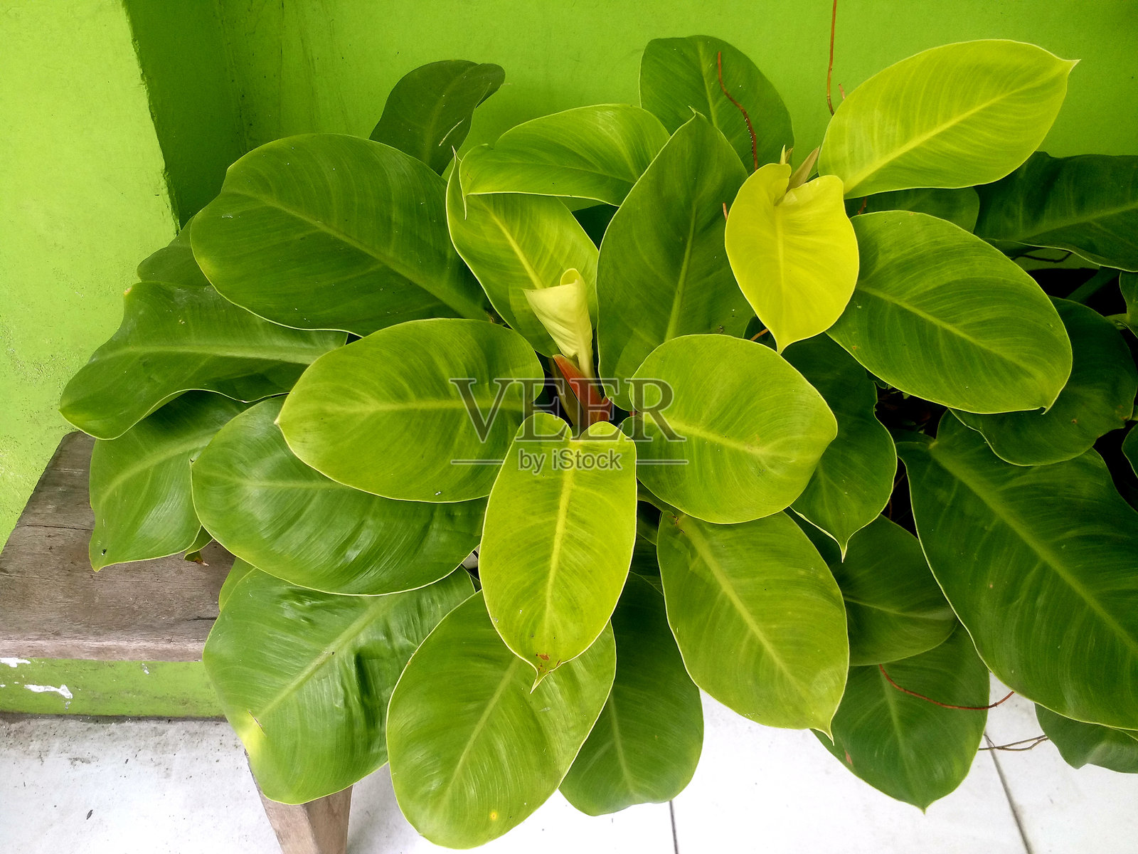 菲洛德伦（Philodendron sp. Ruaysap）是菲洛德伦属下的三个亚属。用于装饰热带花园的藤椰盆栽观赏植物。绿色树盆，背景为白色。照片摄影图片