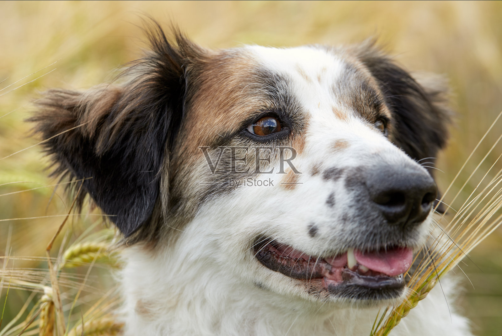 专注的棕白相间斑点狗，耳朵竖起照片摄影图片