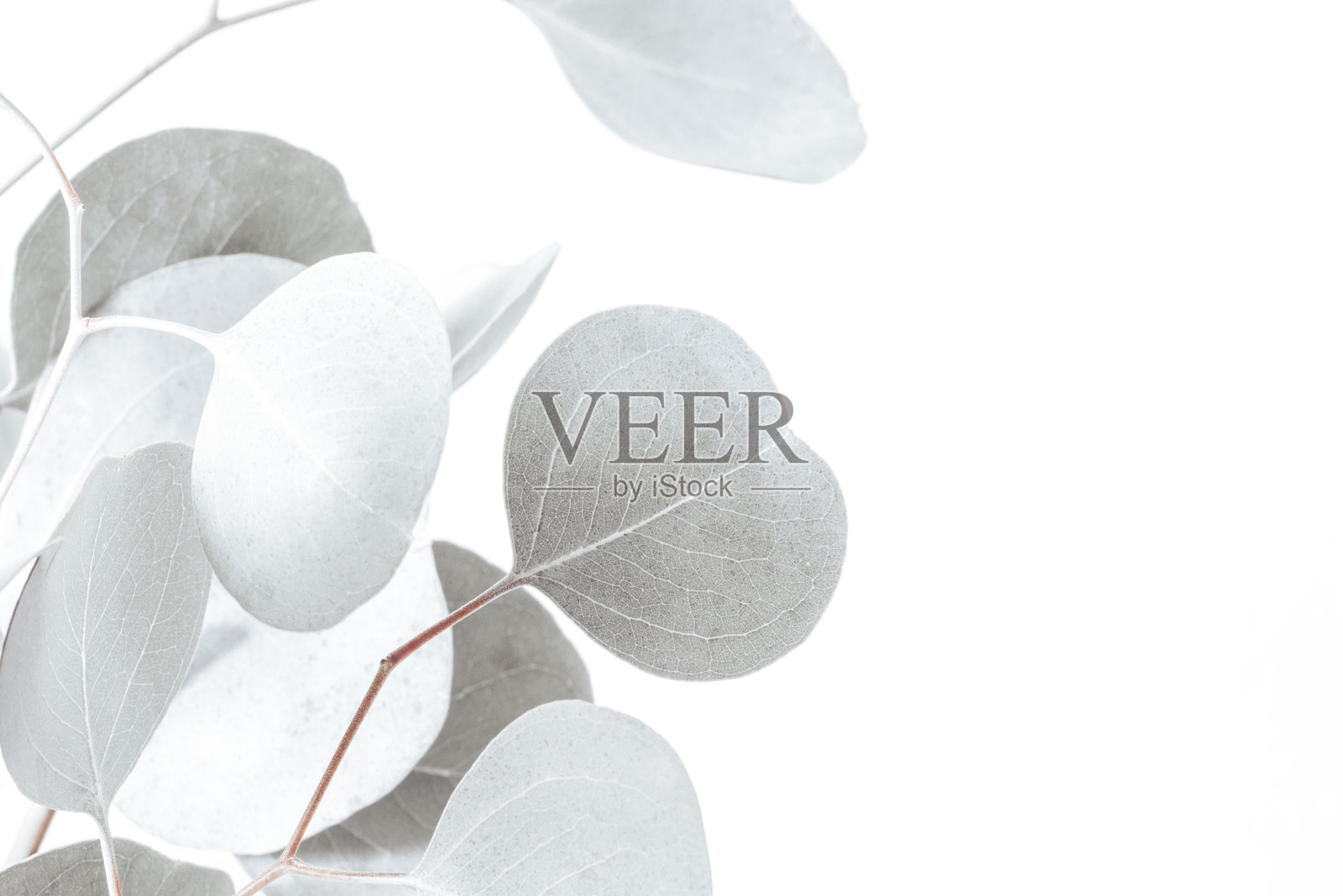 梦幻的桉树枝在白色背景上照片摄影图片