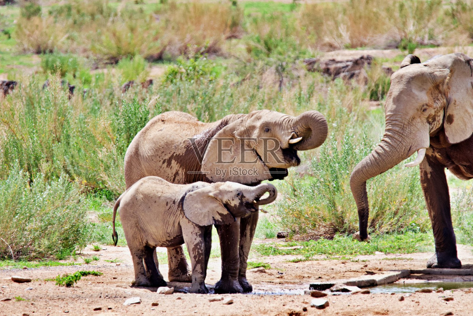 灌木丛中的大象家庭照片摄影图片