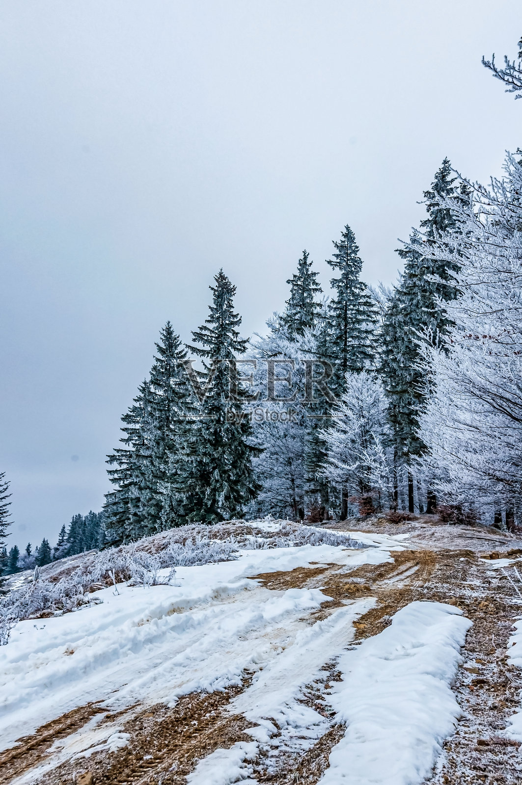 风景 - 森林 - 欧洲，罗马尼亚，苏恰瓦地区照片摄影图片
