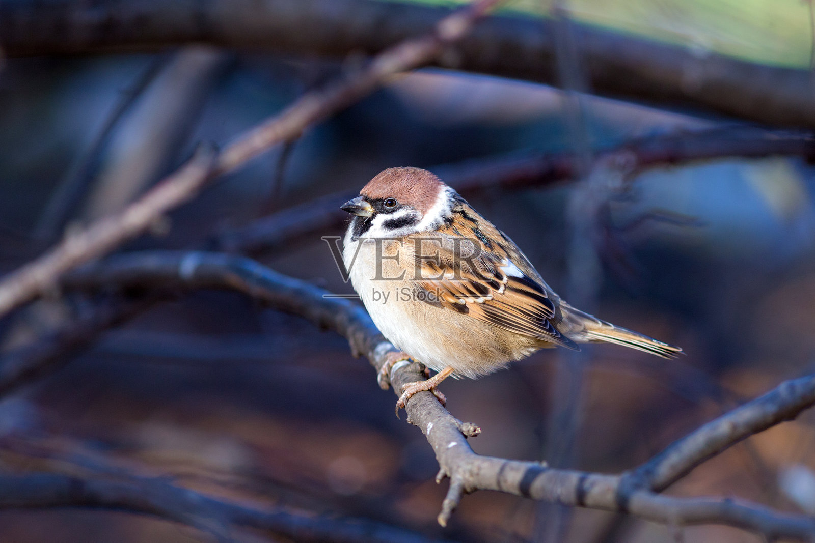 公园里树枝上的麻雀肖像照片摄影图片