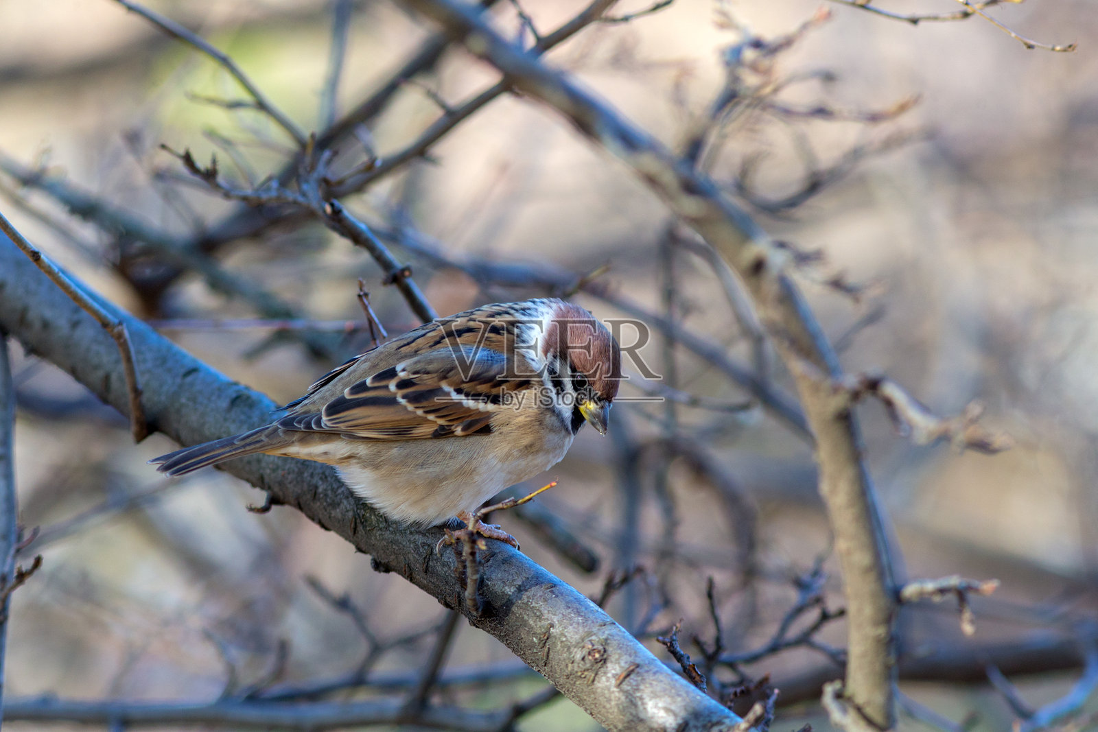 树枝上的麻雀照片摄影图片
