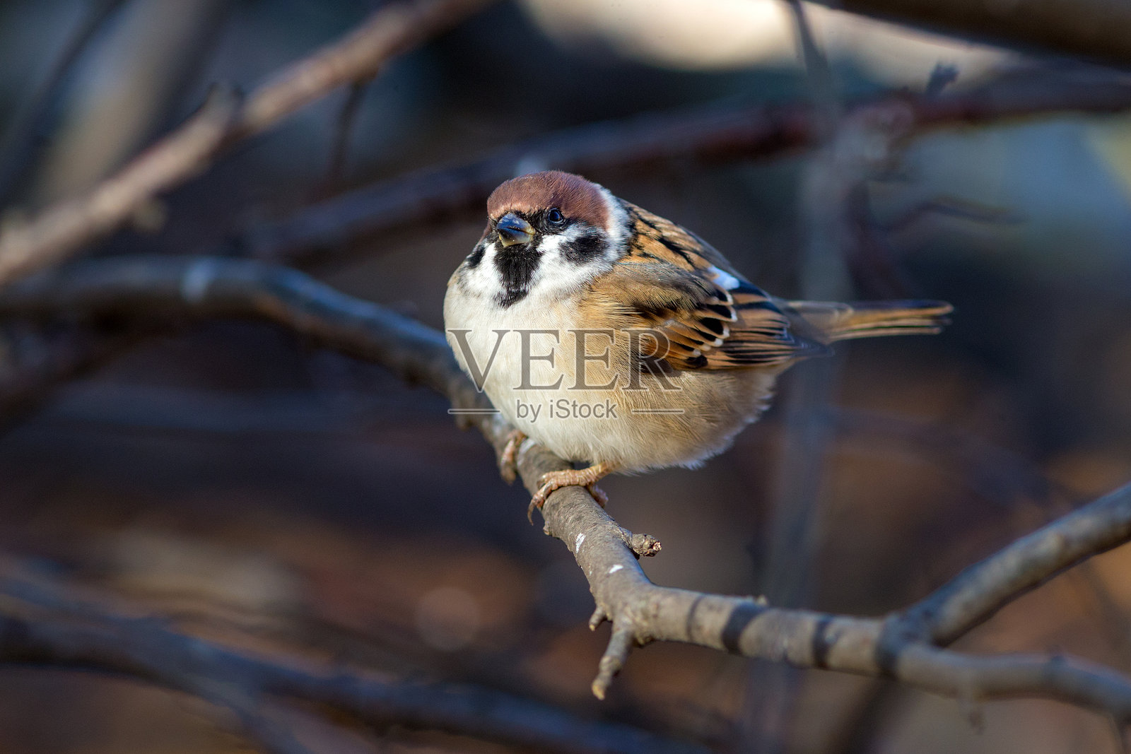 树枝上的麻雀肖像照片摄影图片