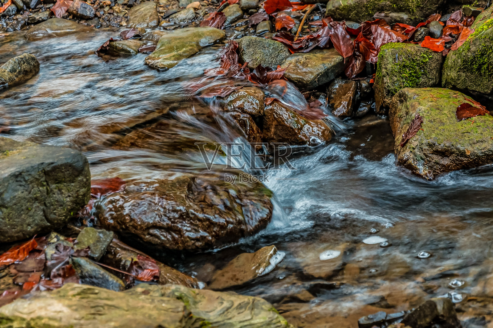 风景 - 森林 - 欧洲，罗马尼亚，苏恰瓦地区照片摄影图片