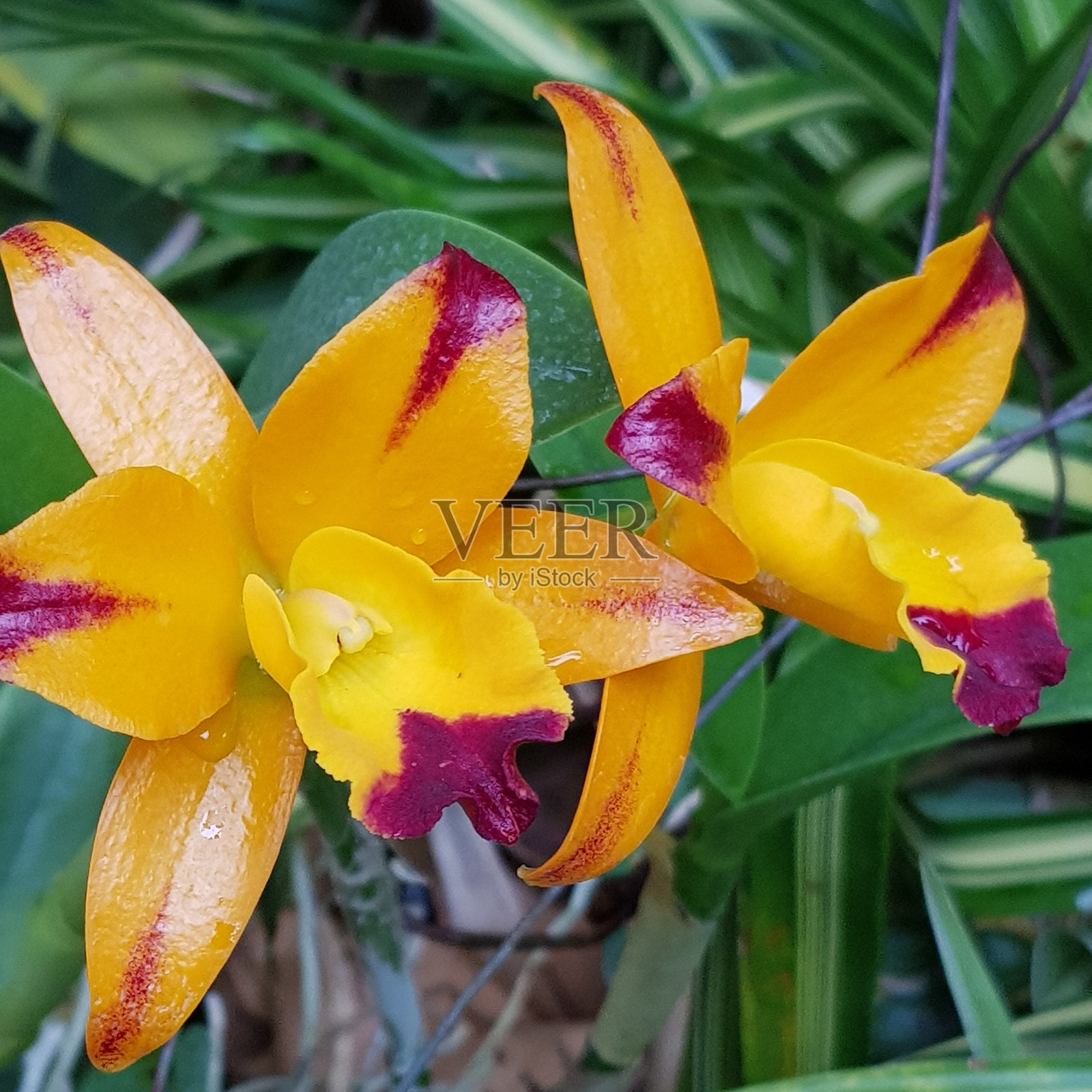 盛开的兰花照片摄影图片