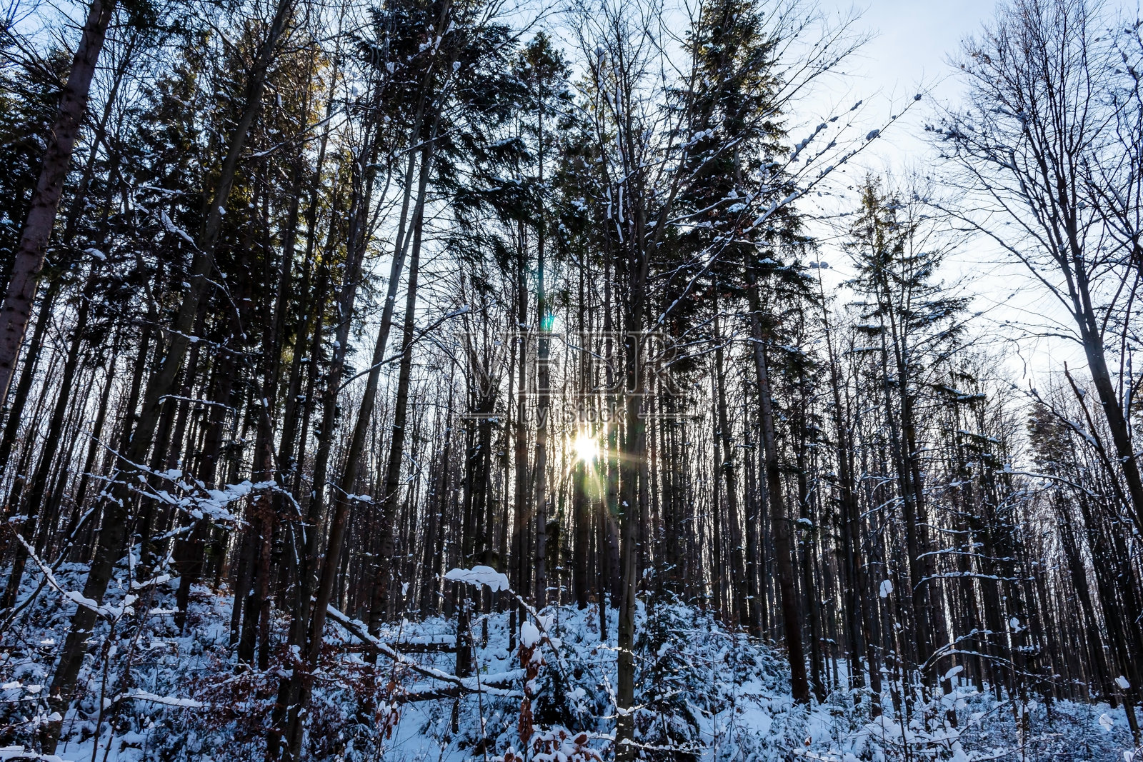 风景 - 森林 - 欧洲，罗马尼亚，苏恰瓦地区照片摄影图片
