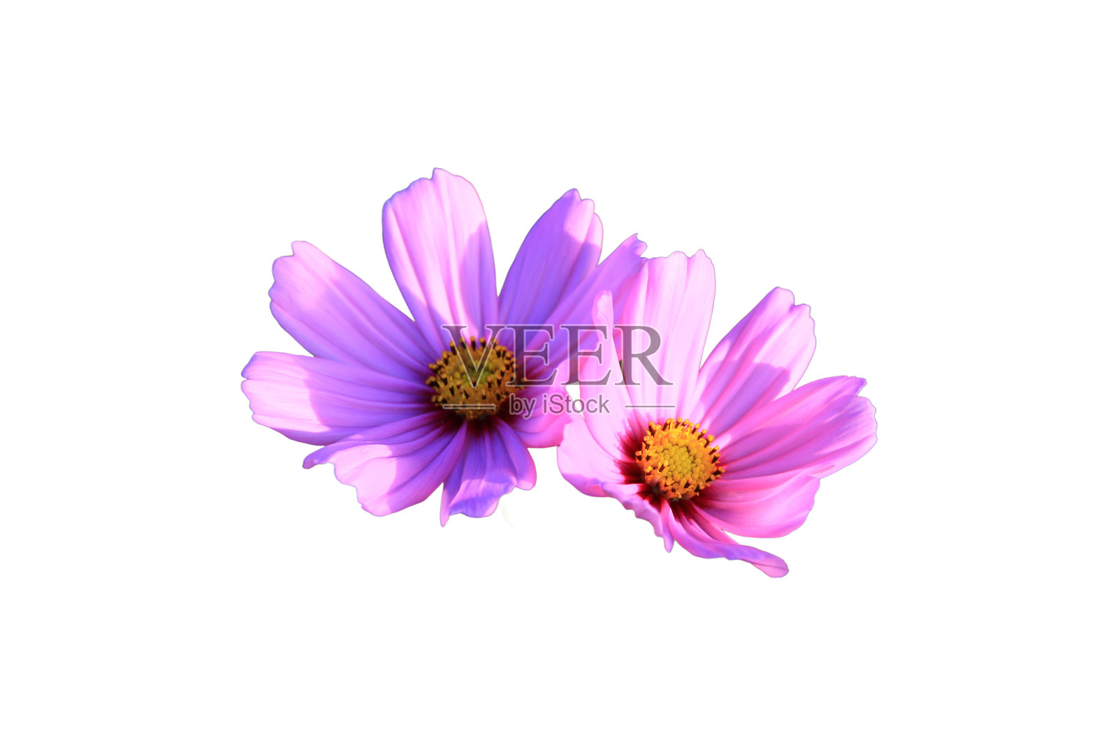 色彩斑斓的花朵在白色背景上，带有抠图路径。照片摄影图片