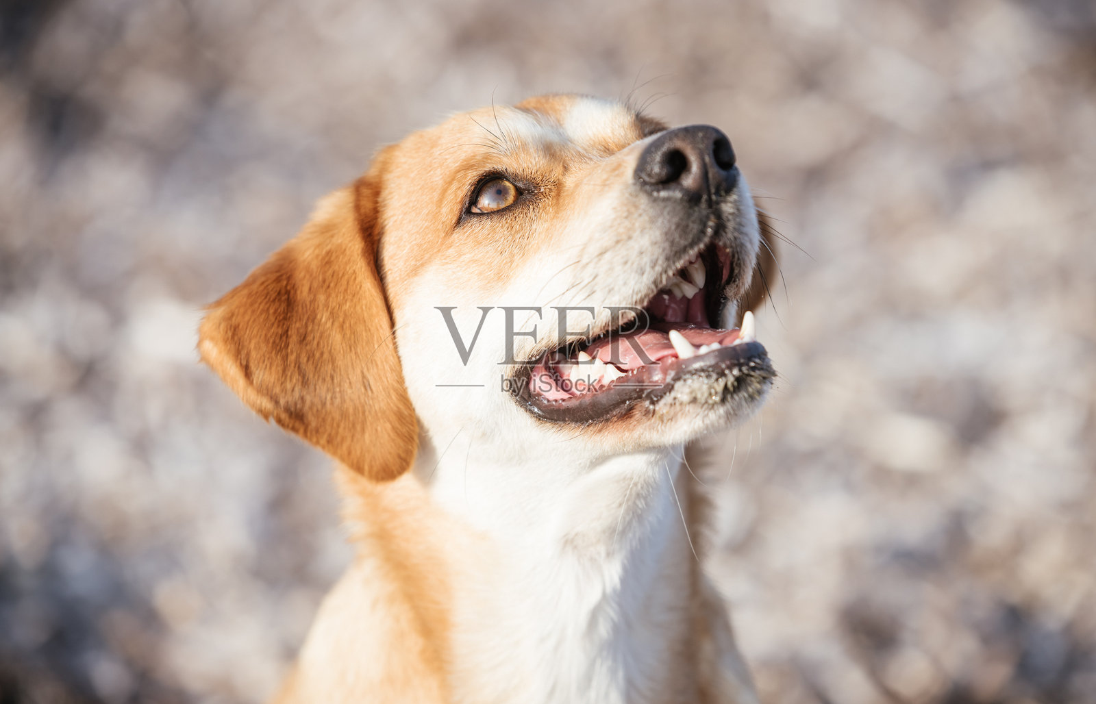 快乐的狗在海滩上照片摄影图片