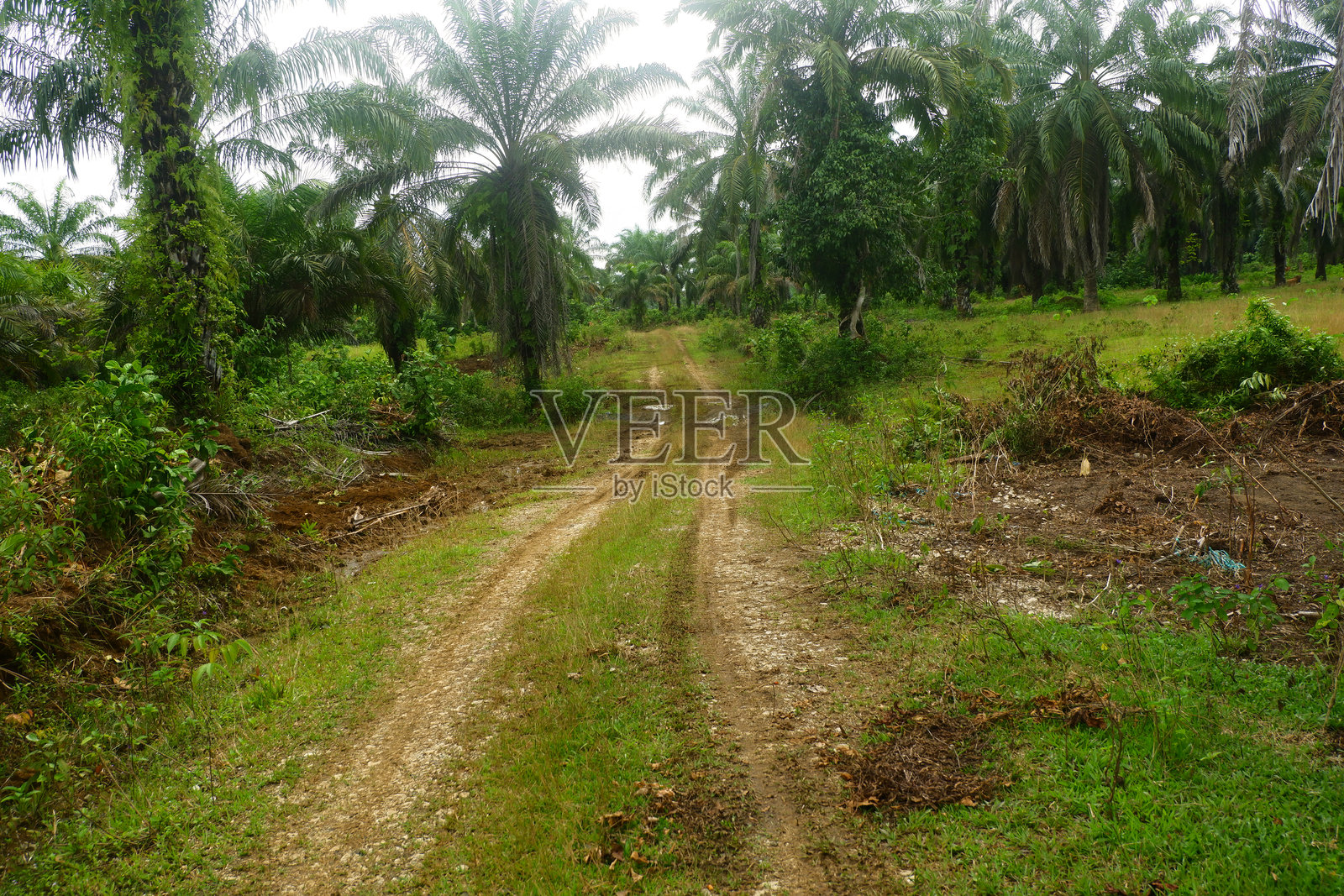 油棕种植园，油棕树与适合种植业的土路照片摄影图片