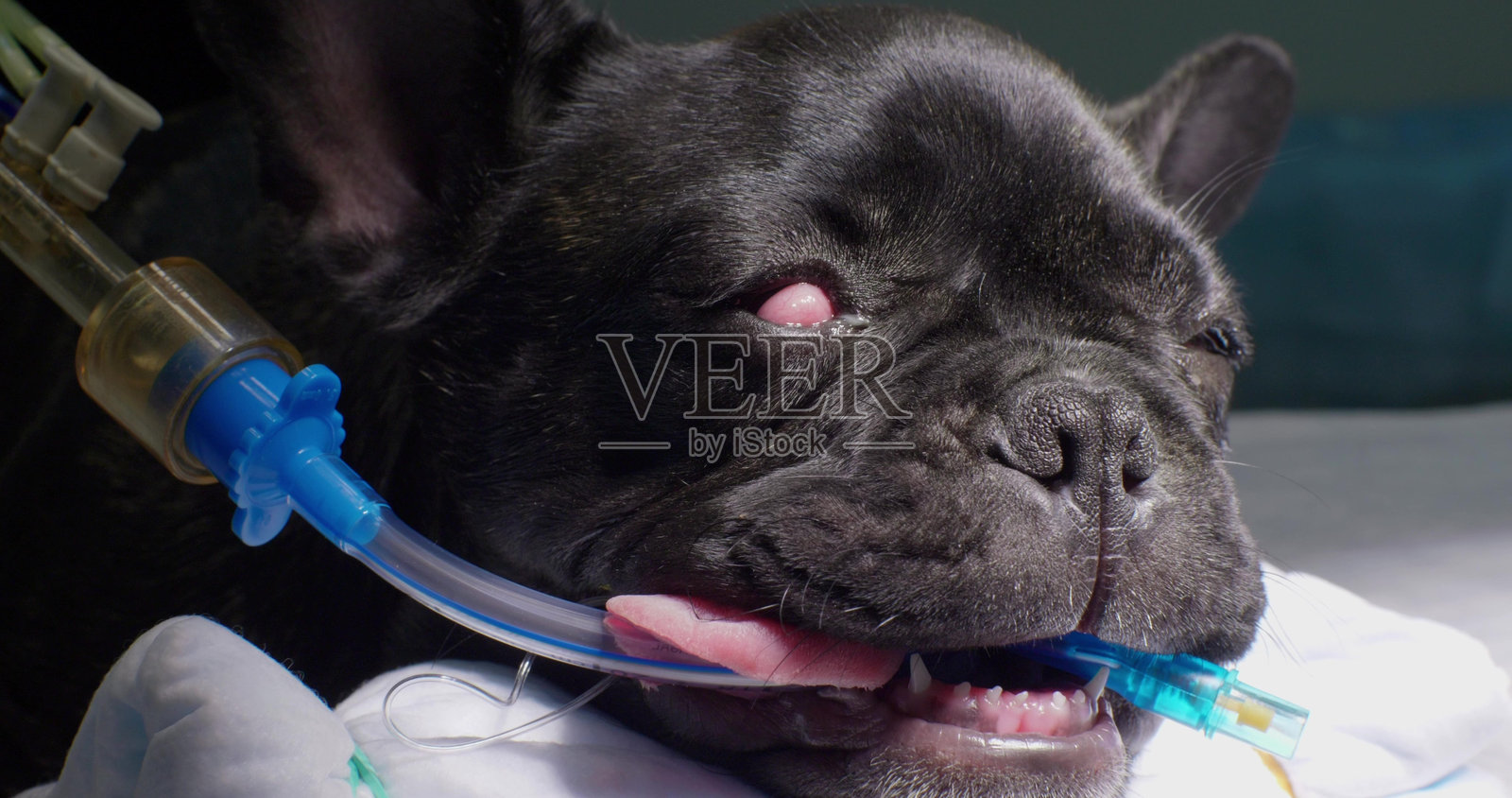 兽医在全身麻醉下进行精细手术，以纠正法国斗牛犬的第三眼睑脱垂，确保其眼睛的健康和福祉。狗的第三眼睑手术。照片摄影图片