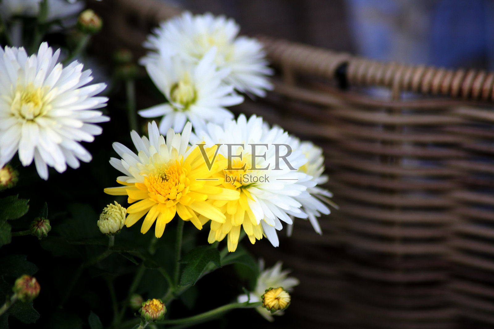 白色菊花变黄照片摄影图片