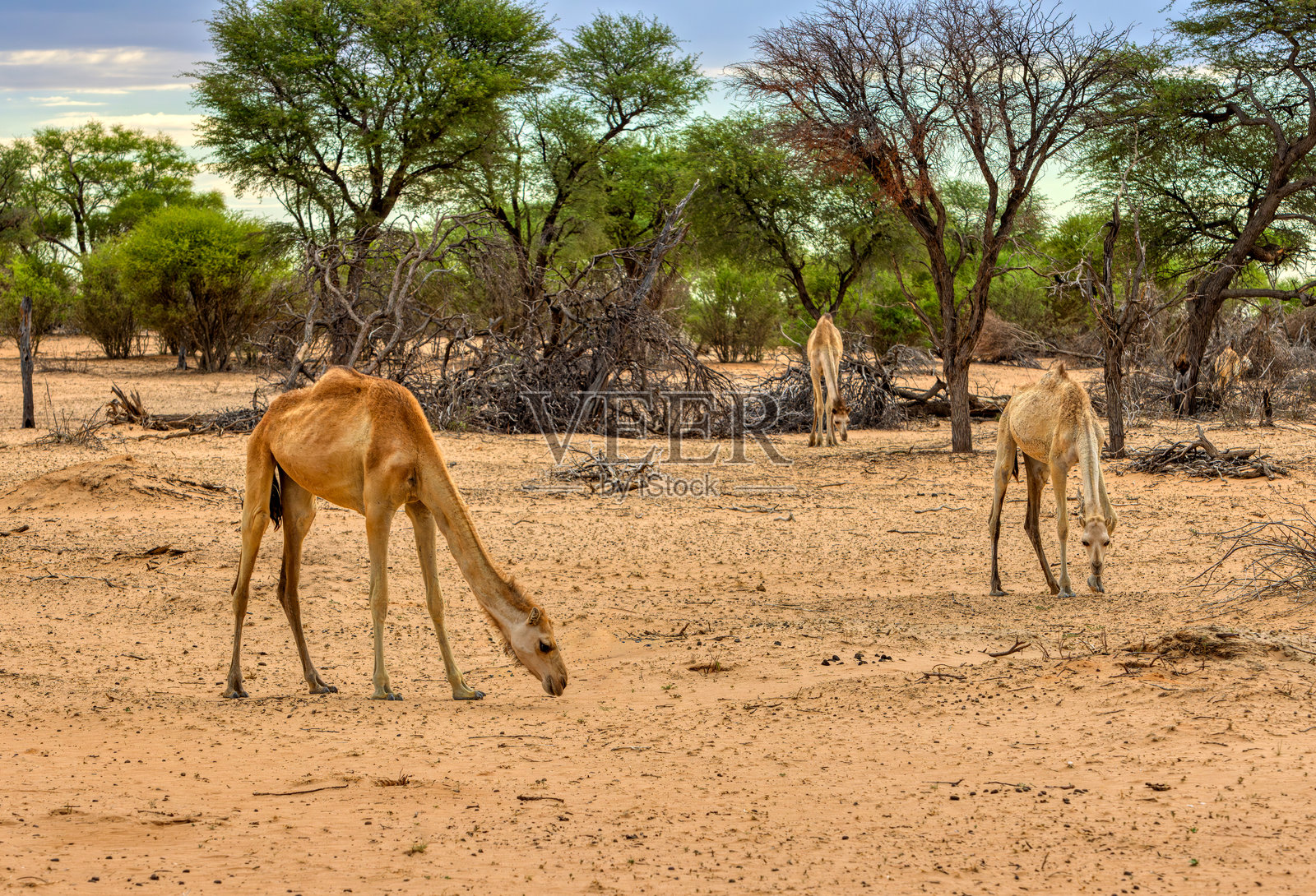 单峰骆驼在非洲灌木丛中的沙地上行走，背景是金合欢树。照片摄影图片