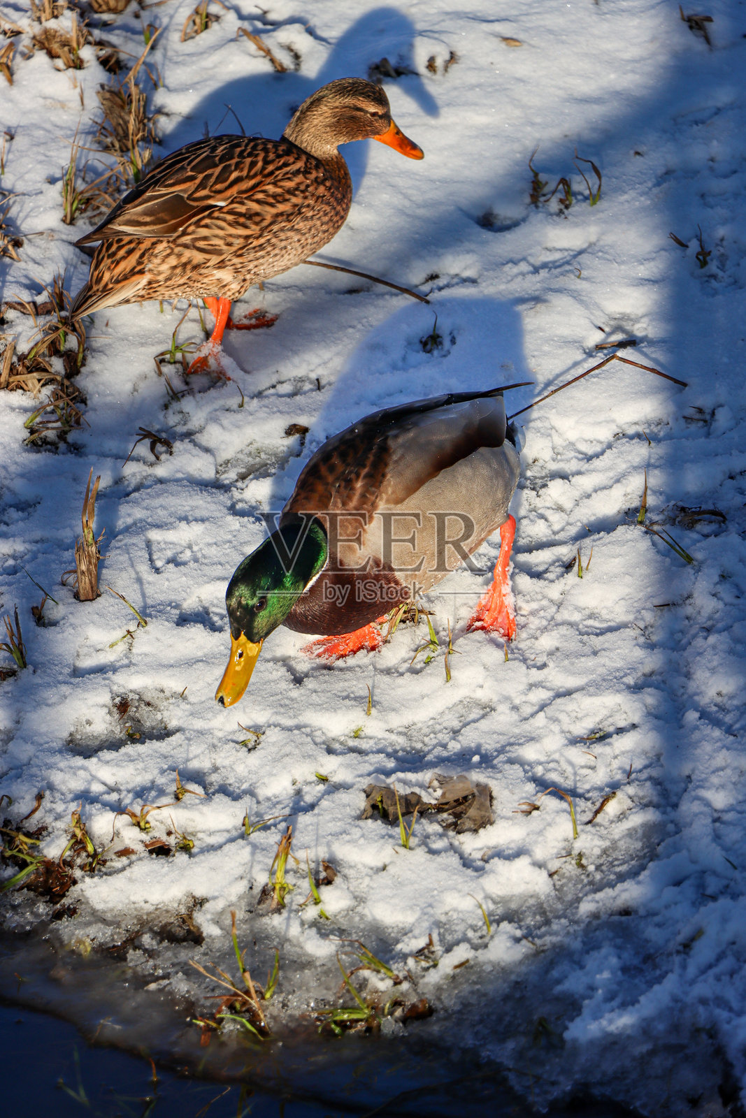 冬天寻找食物的鸭子照片摄影图片