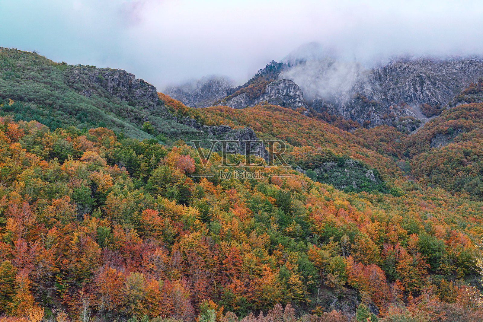 秋季印花照片摄影图片