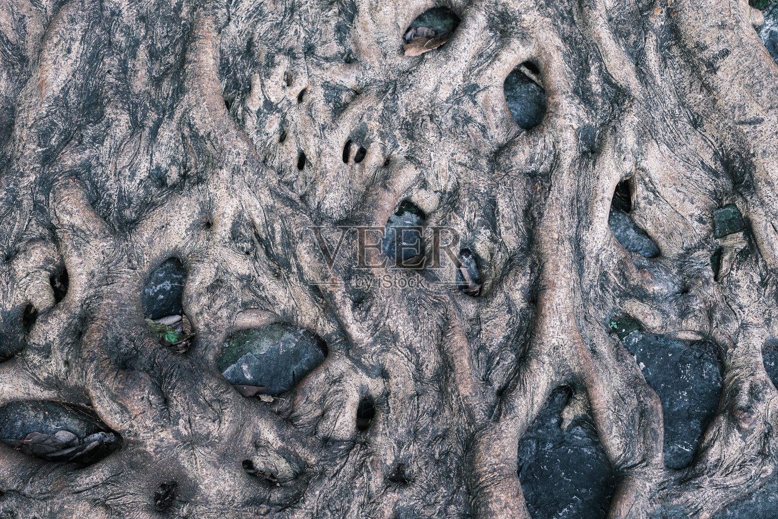 榕树根照片摄影图片