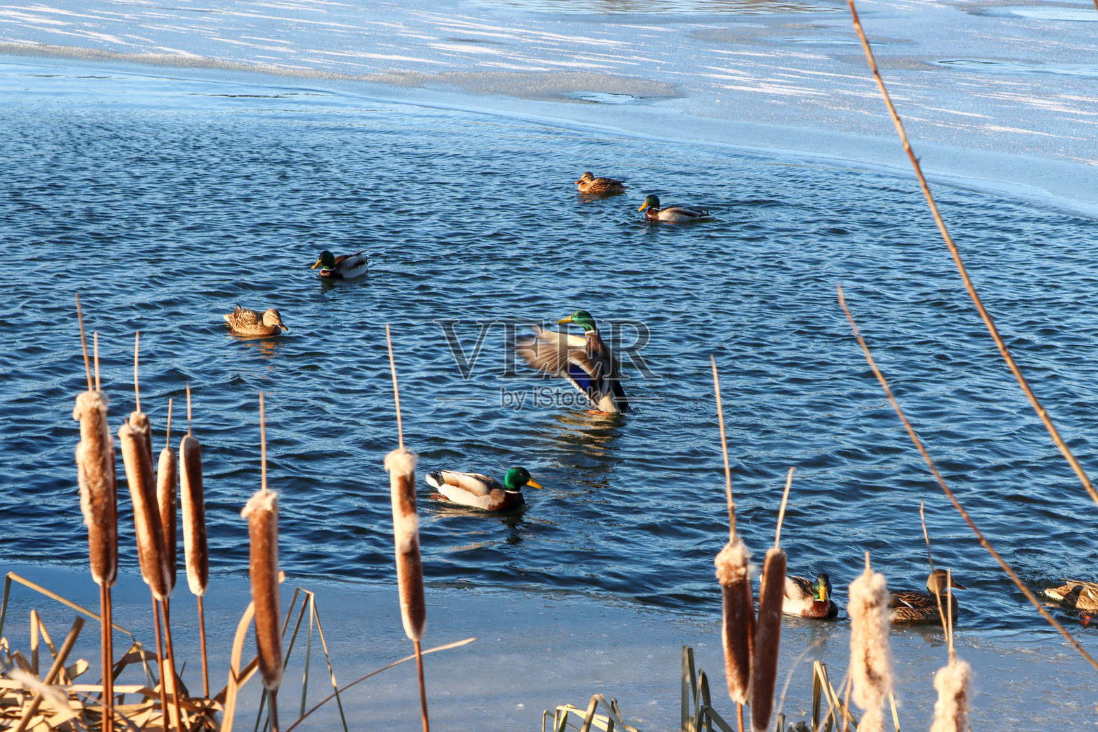 冬天寻找食物的鸭子照片摄影图片