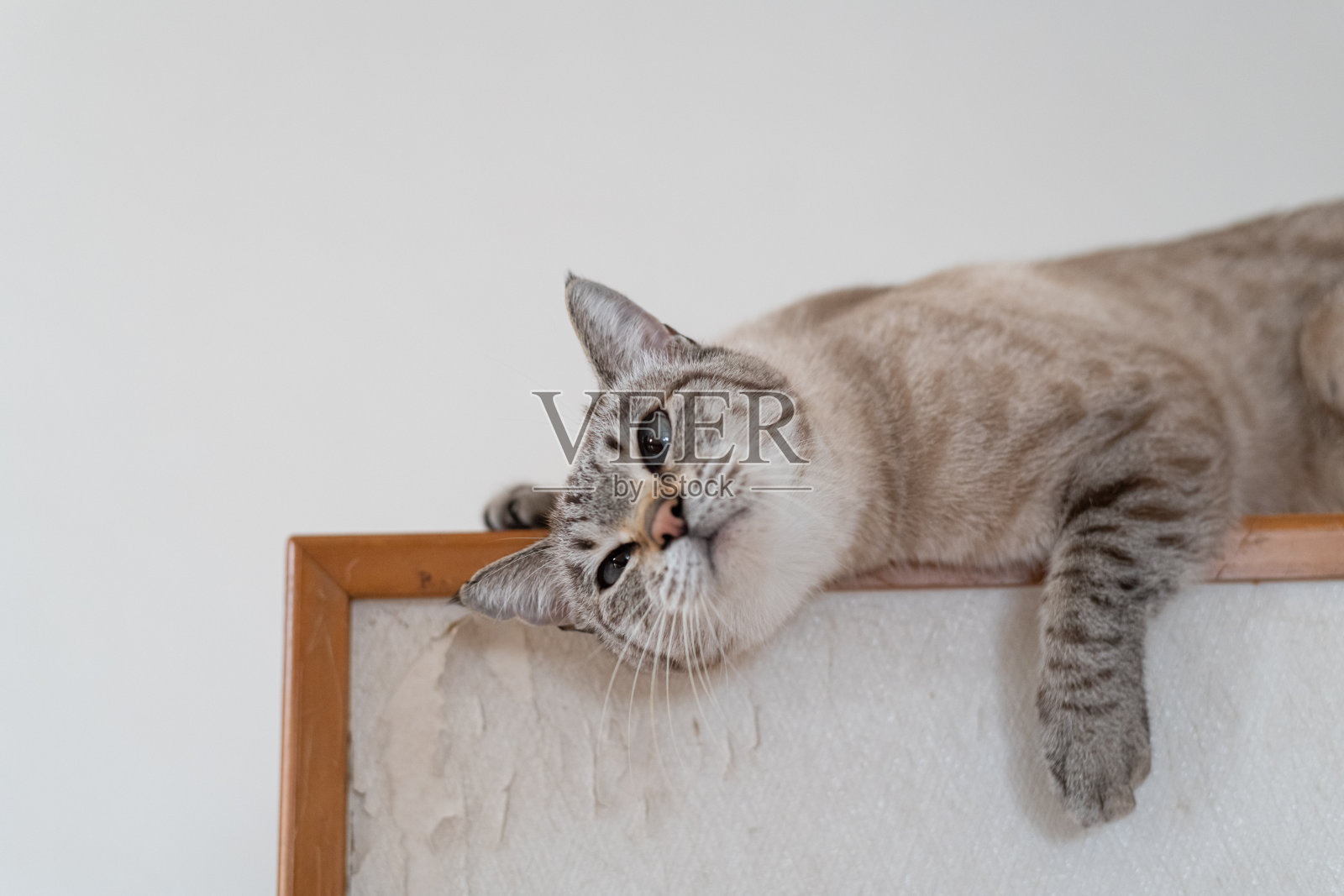 可爱的猫咪躺在高处照片摄影图片