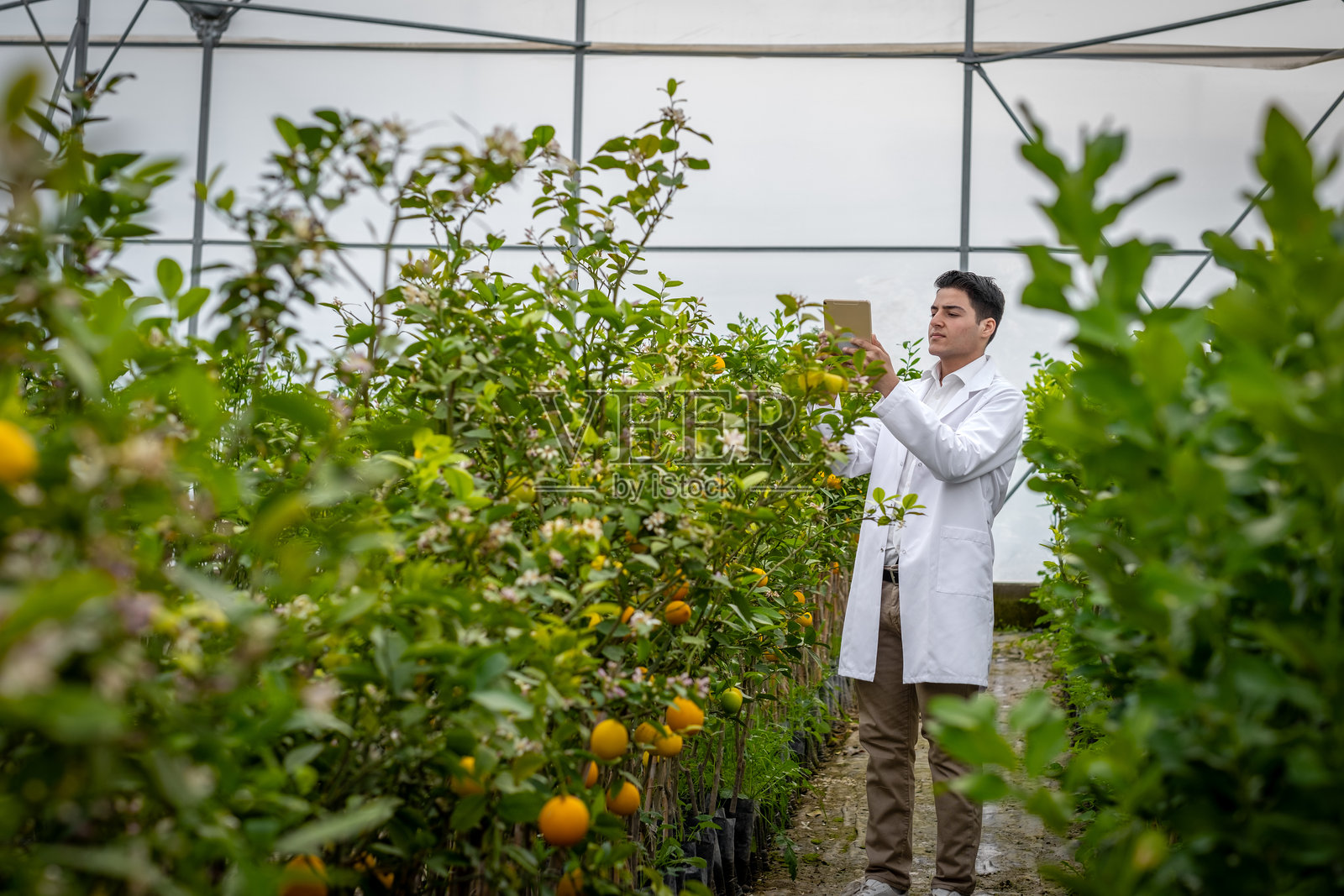 农业工程师在温室内使用数字平板检查柠檬植物照片摄影图片