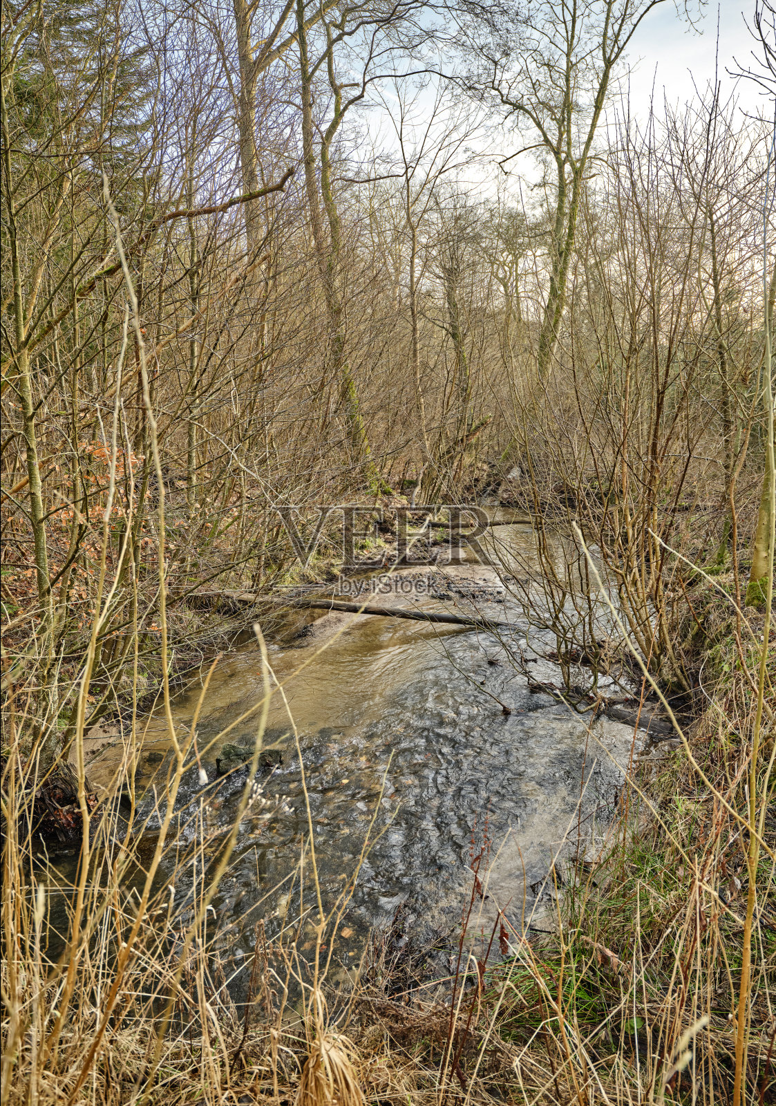丹麦冬末时节，宁静的小溪流经森林照片摄影图片