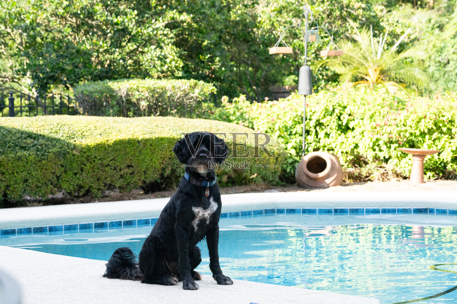 泳池旁的狗照片摄影图片
