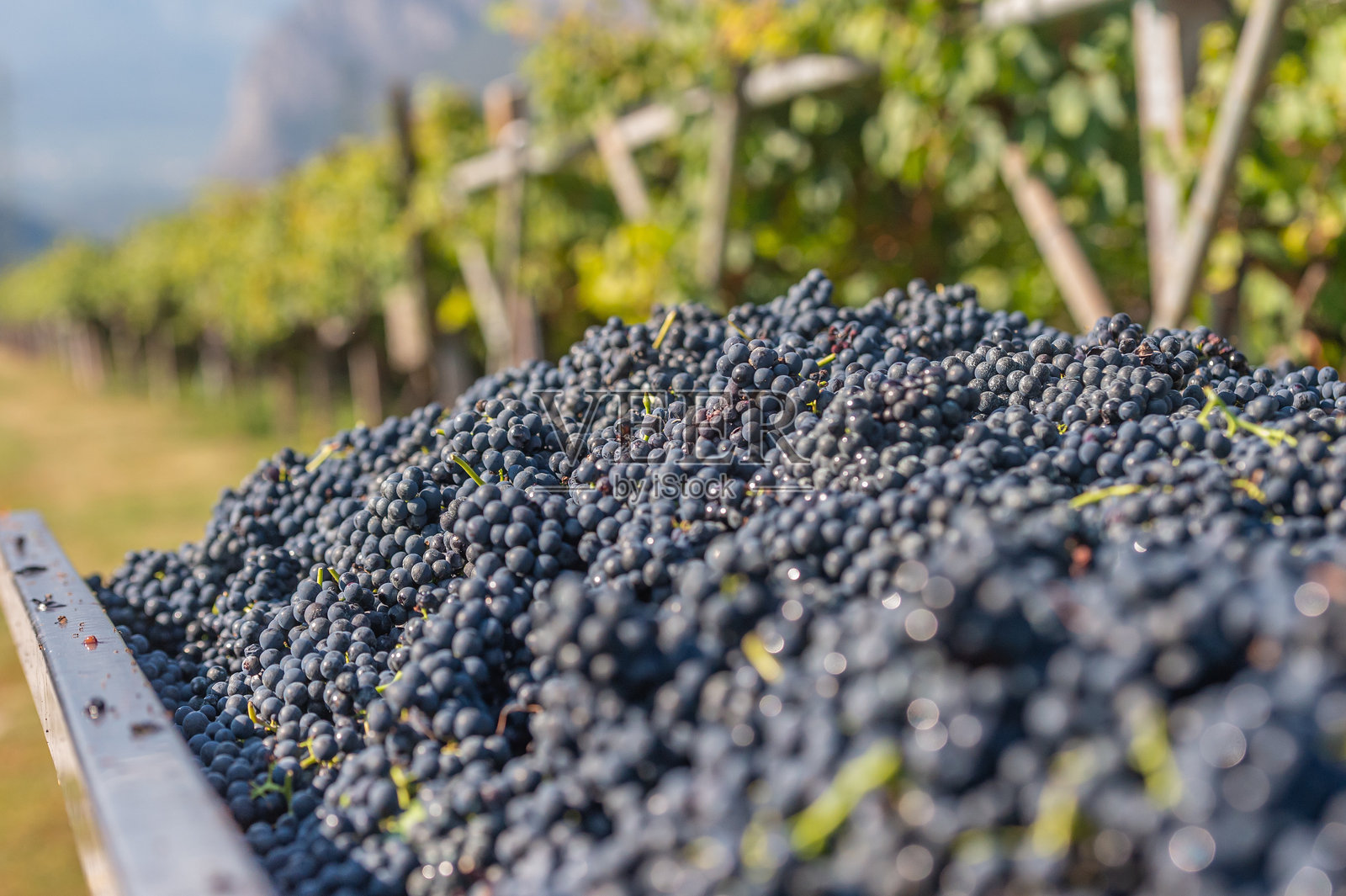 收获葡萄照片摄影图片