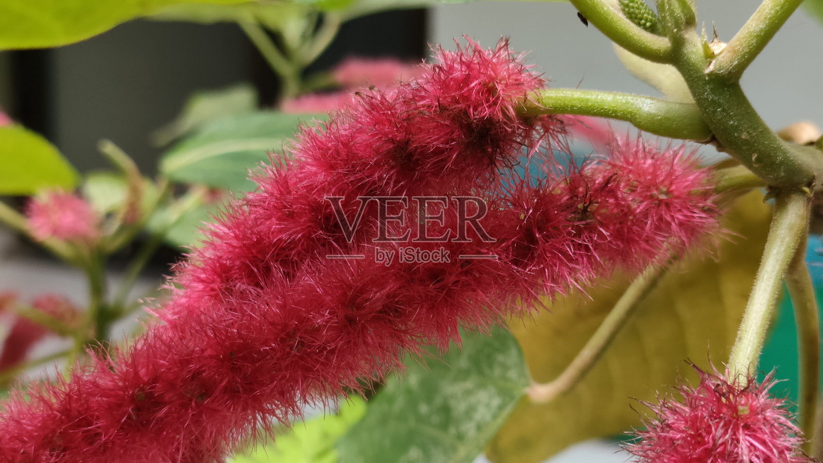 独特植物 - 毛毡子照片摄影图片