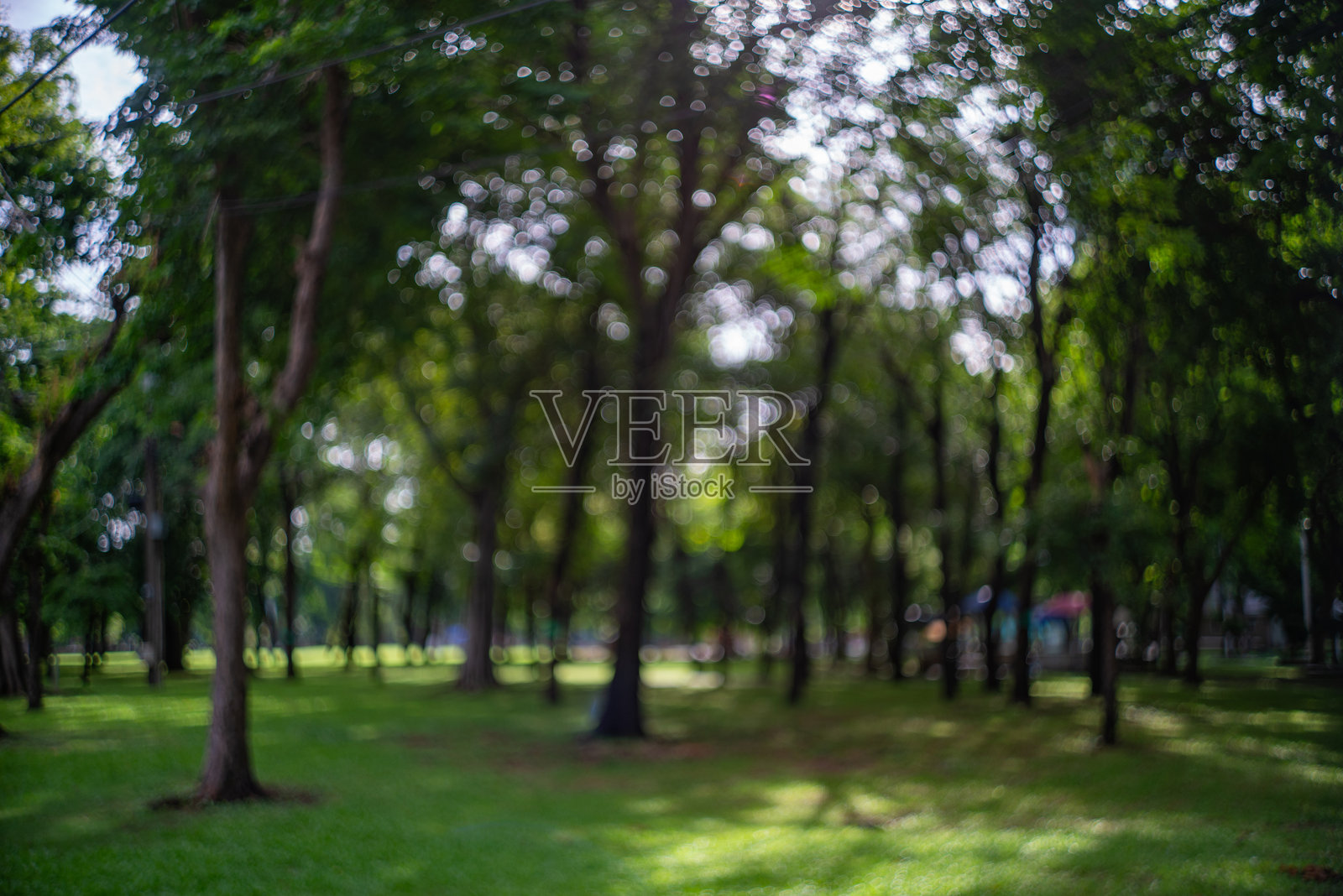 大城市公园清晨美丽的自然景色与阳光照片摄影图片