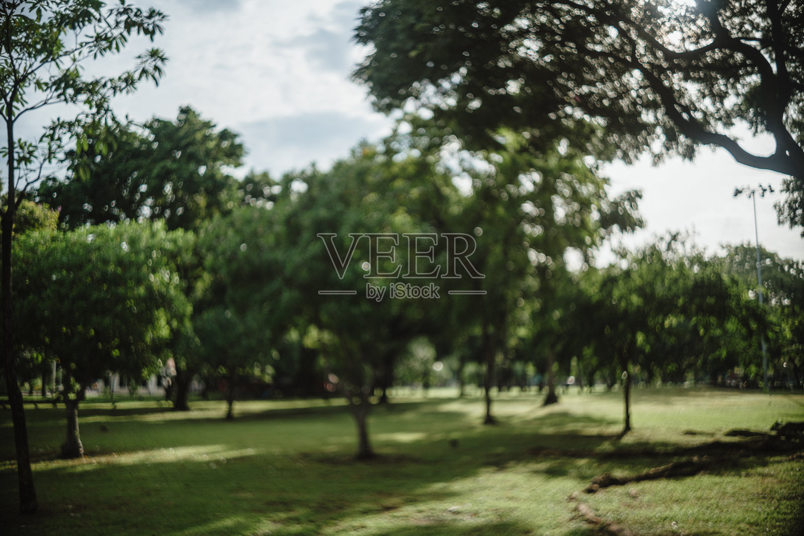 大城市公园清晨美丽的自然与阳光照片摄影图片