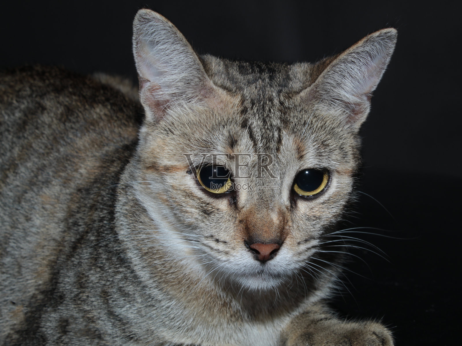 美丽的猫照片摄影图片