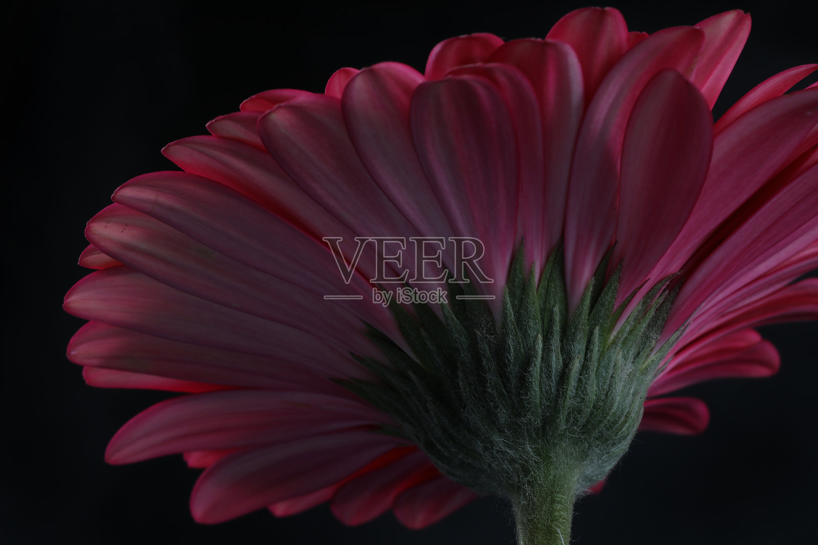 美丽的非洲菊特写照片摄影图片