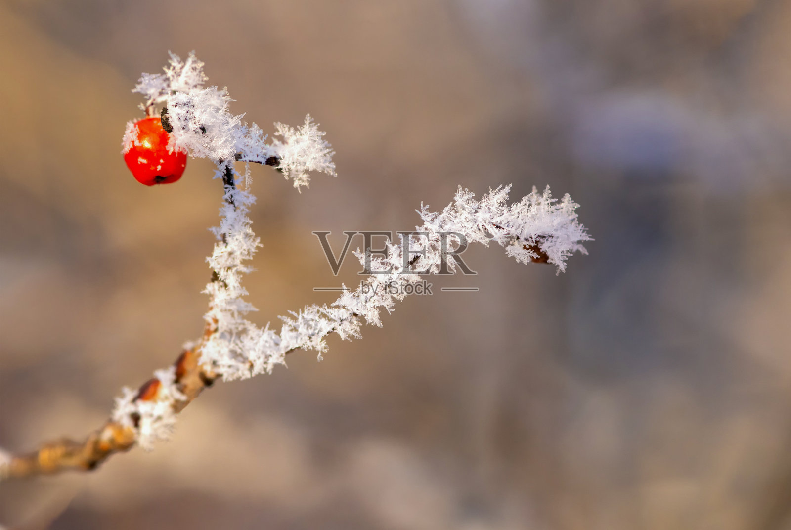 霜冻的玫瑰果在阳光明媚的寒冬日里覆盖着霜冻照片摄影图片