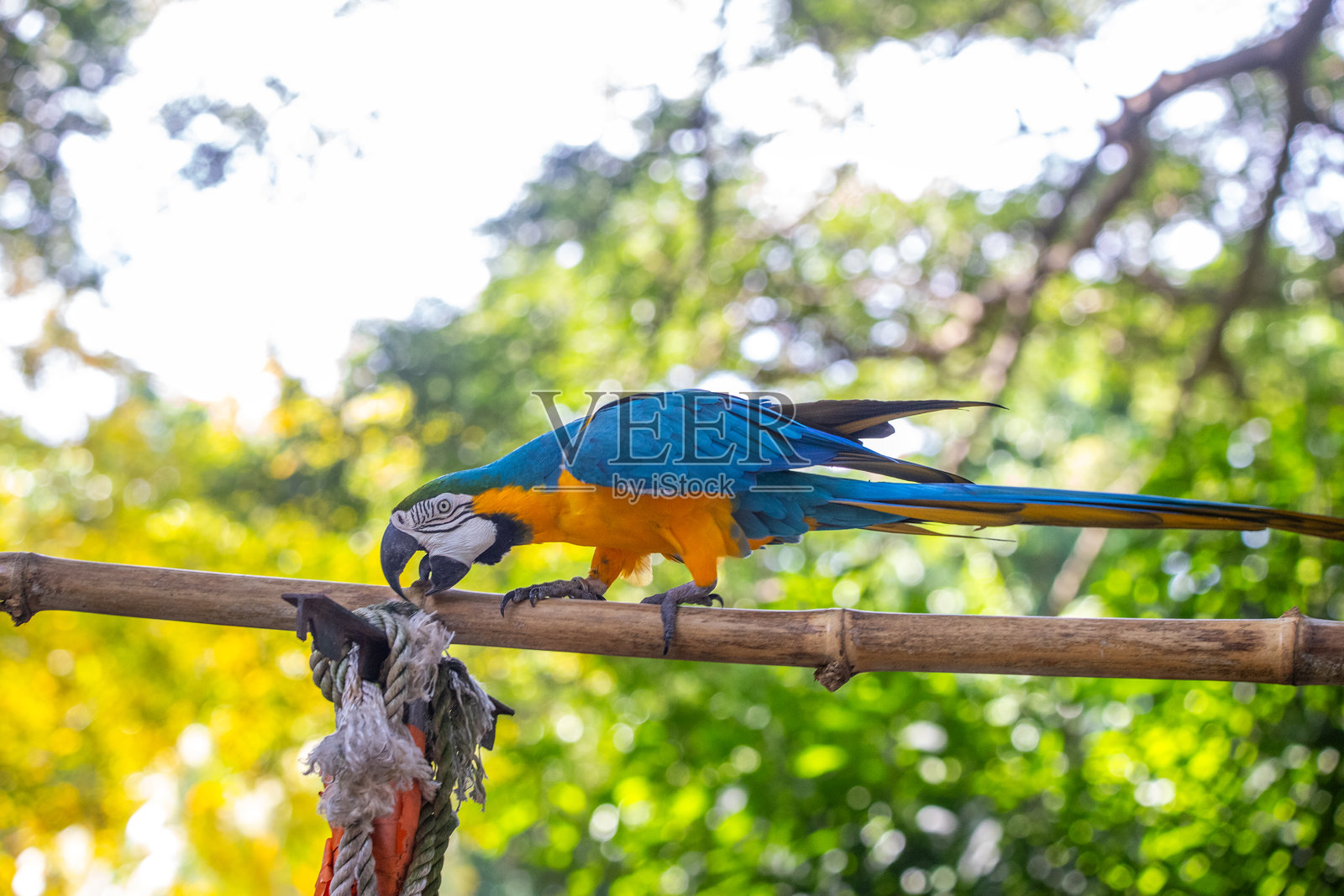 鹦鹉的肖像。美丽的动物在加勒比海法属安地卡的瓜德罗普森林中的拍摄。照片摄影图片