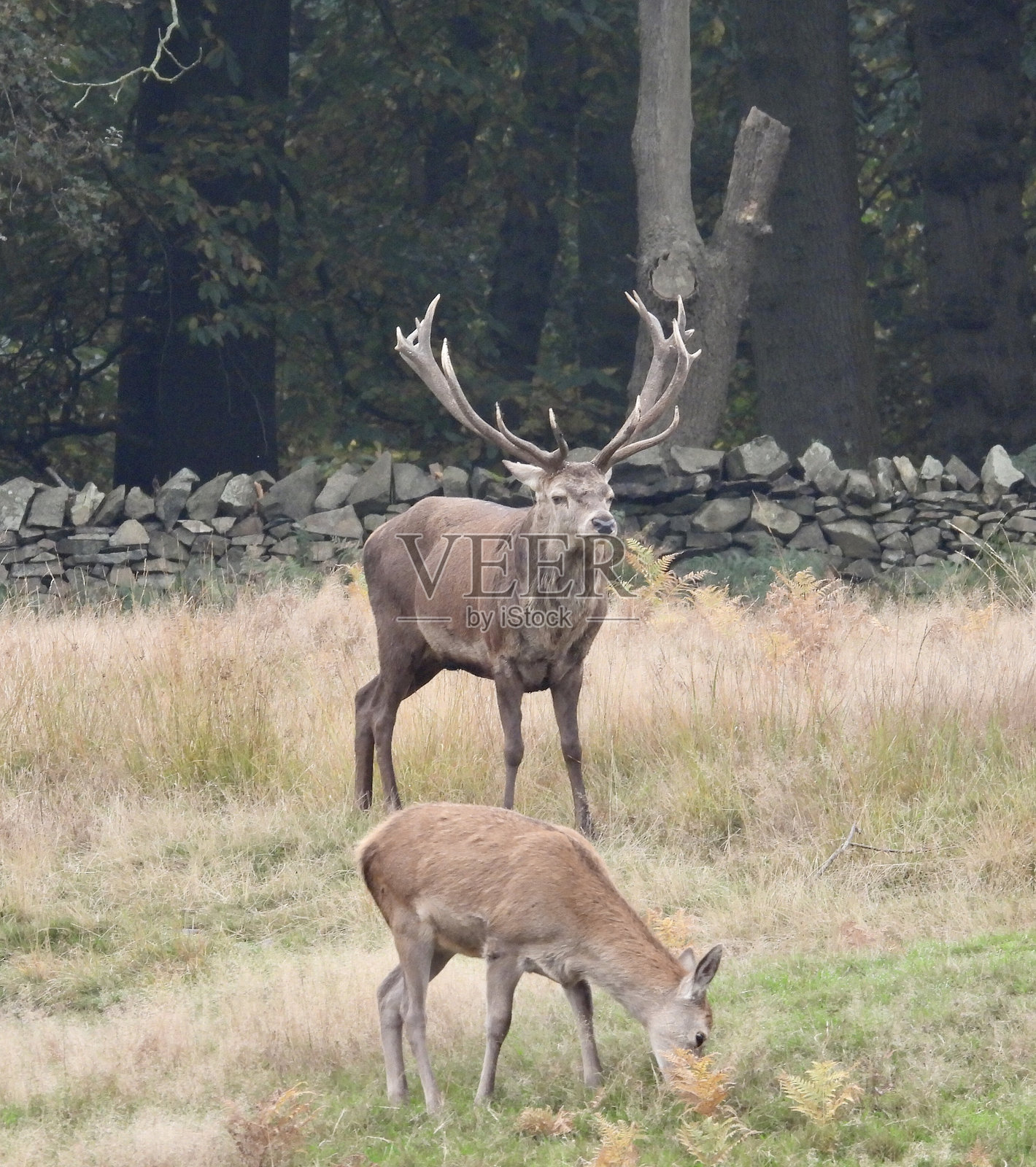 君主红鹿雄鹿与雌鹿在草地上照片摄影图片