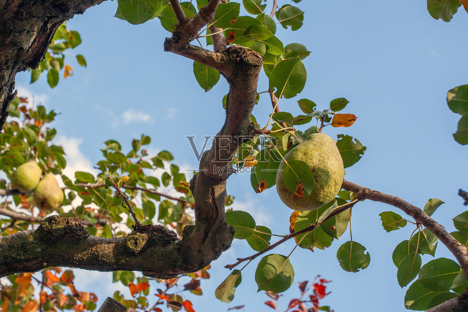 树上的成熟梨照片摄影图片