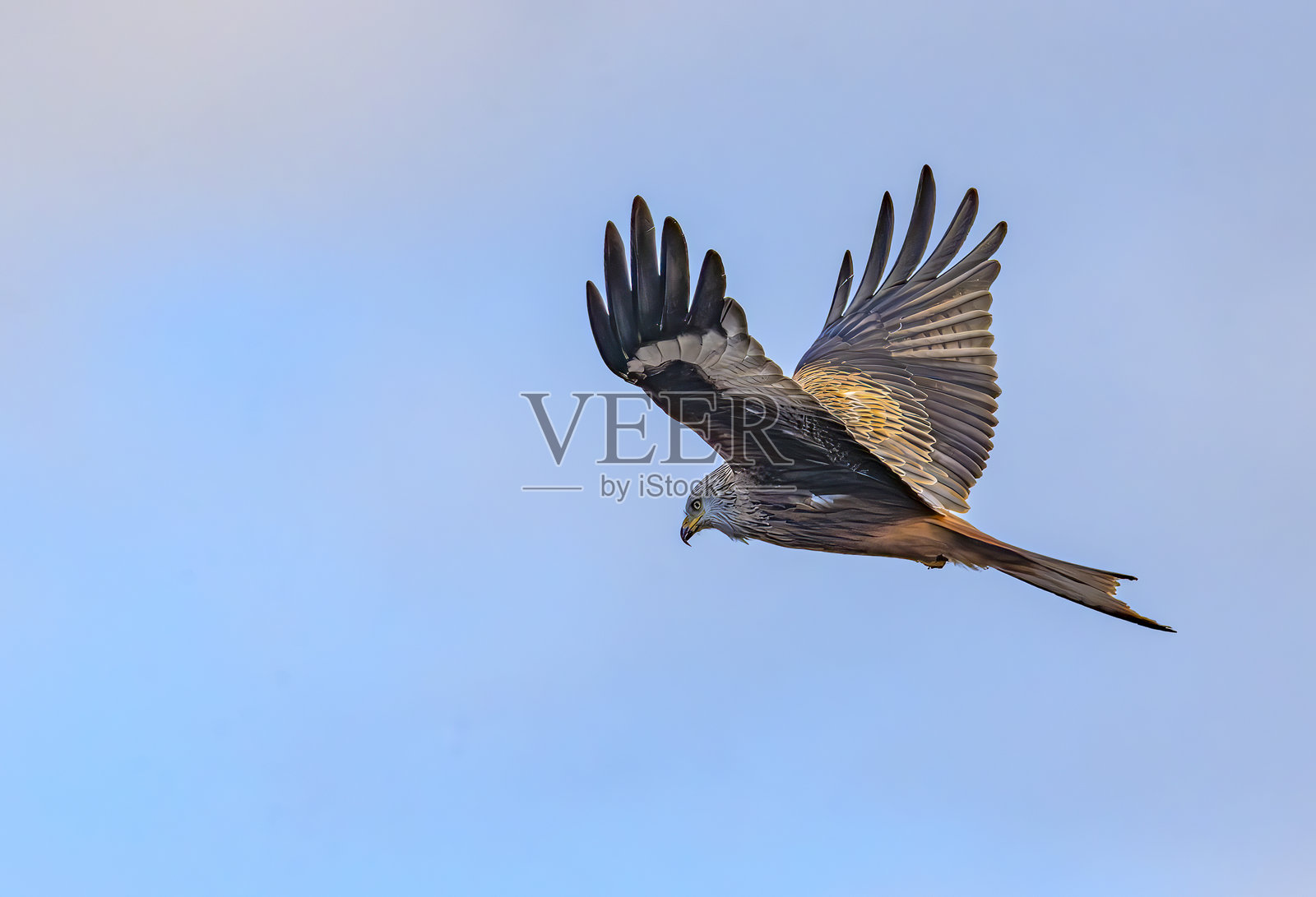 红鸢在伍德沃尔顿沼泽自然保护区上空猎捕照片摄影图片
