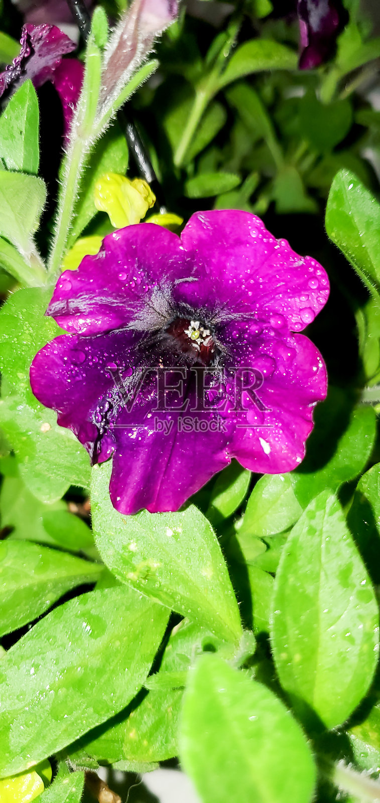 紫色波斯菊花上的闪亮雨滴照片摄影图片