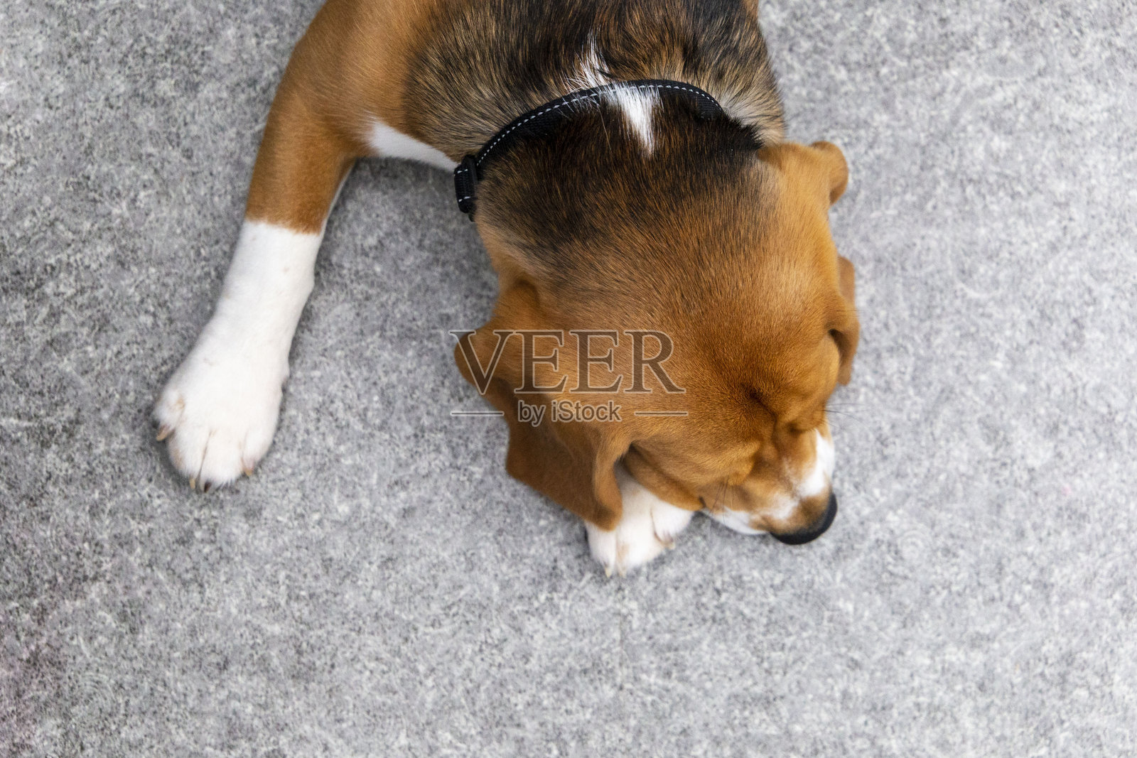 比格犬正在地板上睡觉照片摄影图片