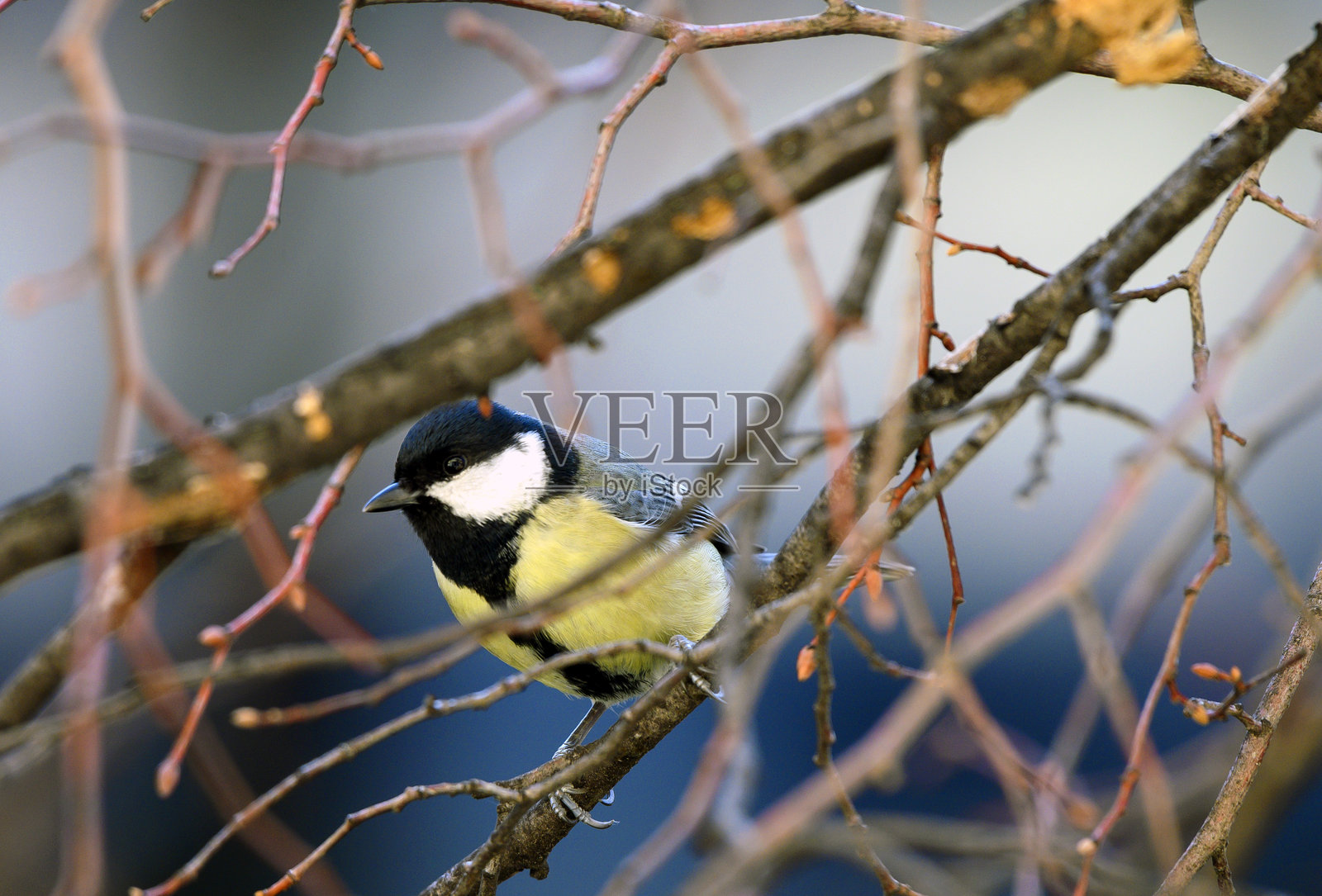 可爱的鸟，蓝山雀，栖息在树干上照片摄影图片