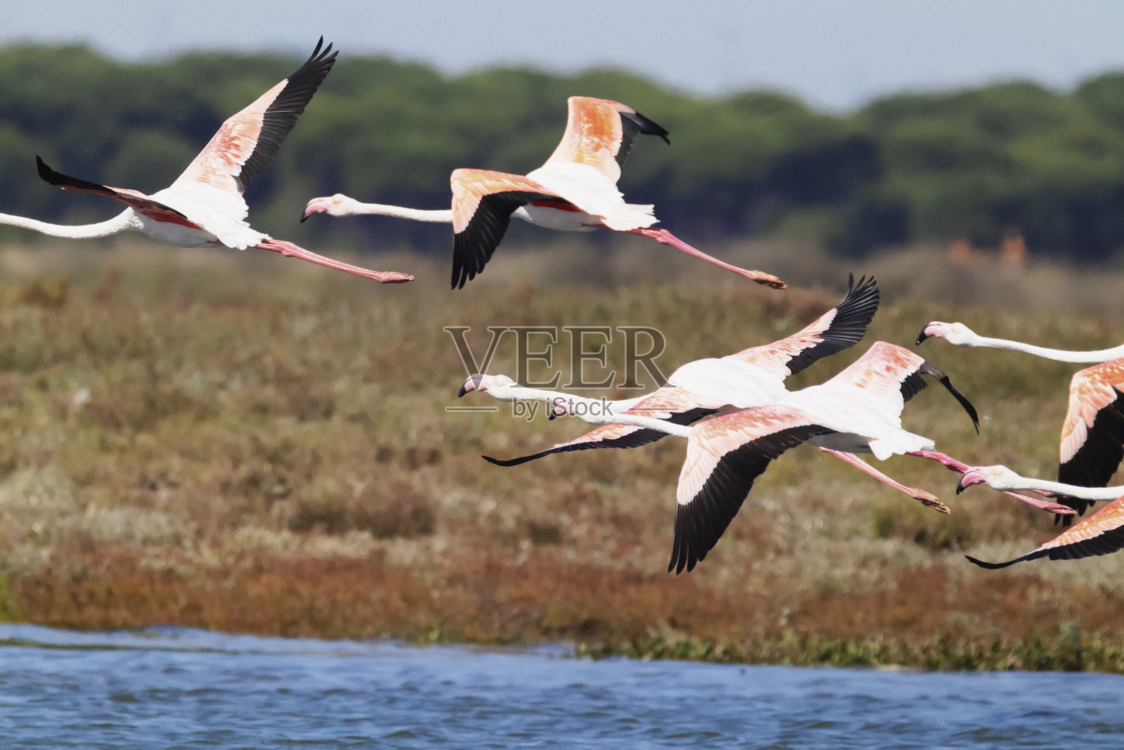 葡萄牙的火烈鸟照片摄影图片