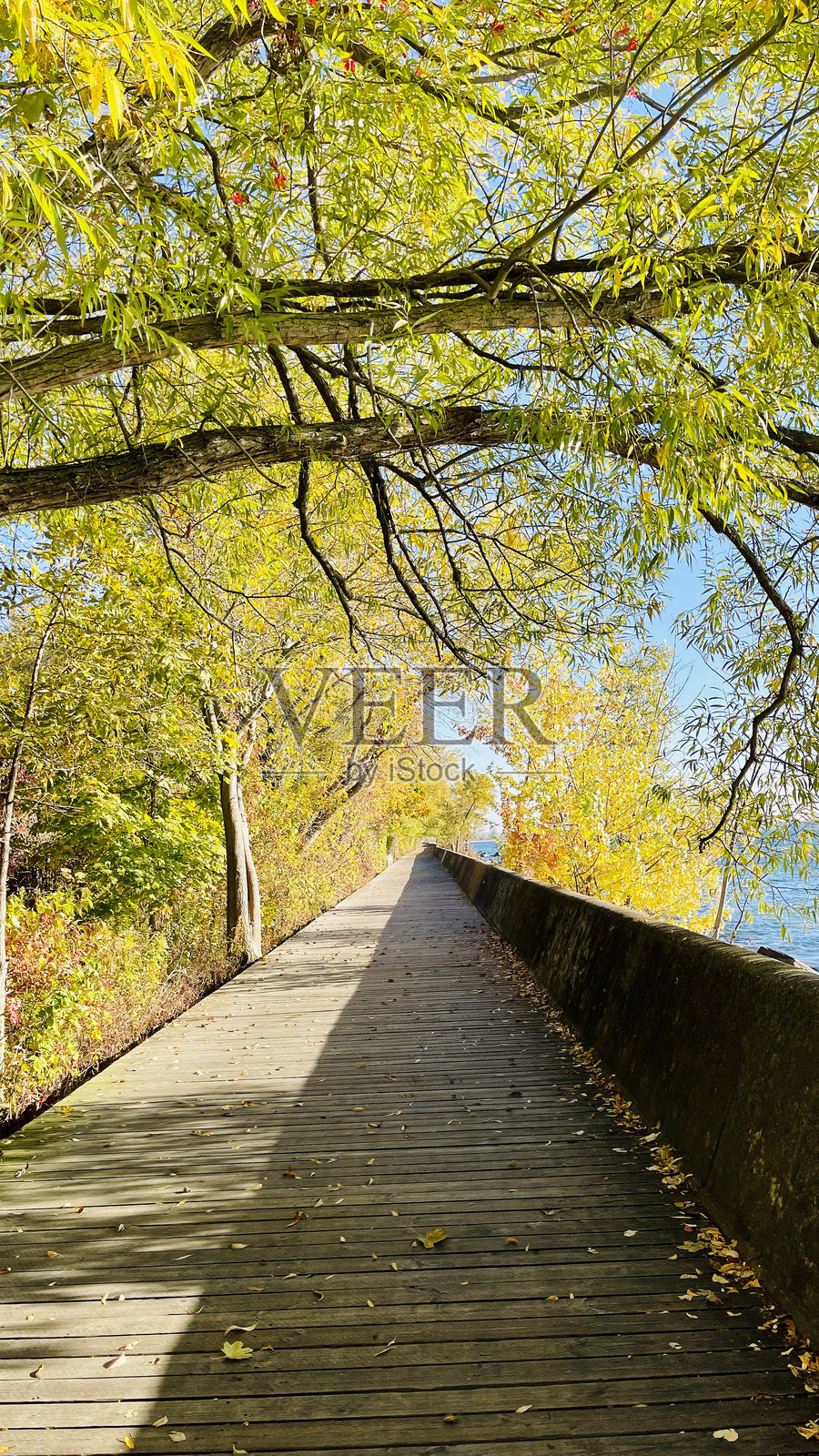 2024年10月阳光明媚的多伦多岛，感受多伦多市中心的印度夏季。照片摄影图片