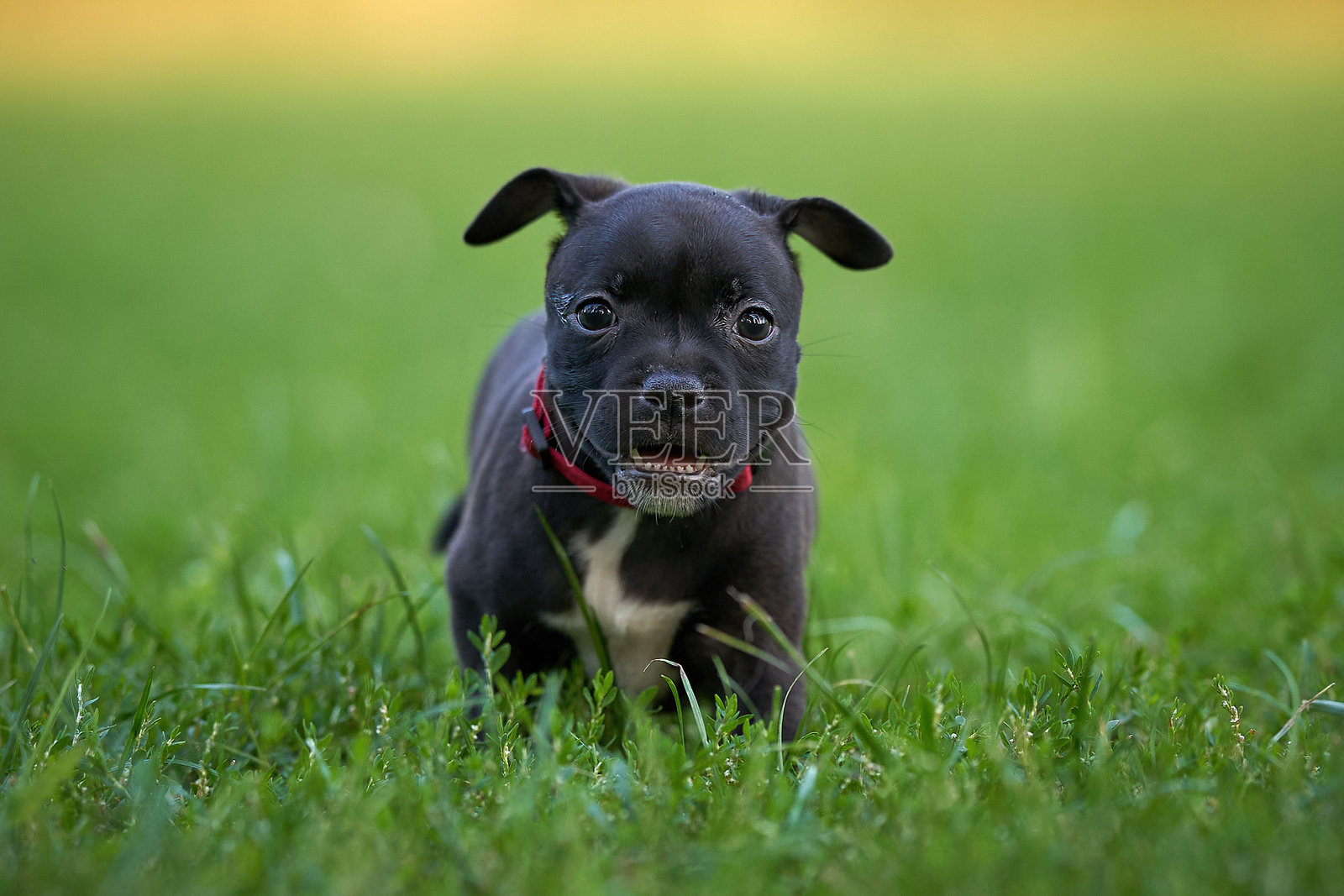 可爱的黑色小狗在郁郁葱葱的草坪上玩耍照片摄影图片